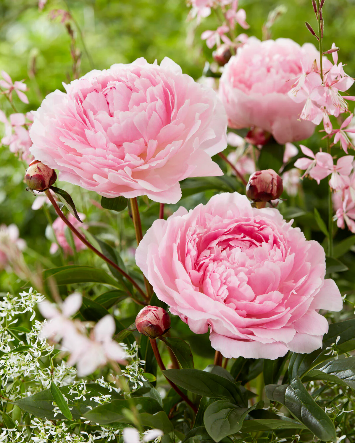 Paeonia 'Reine Hortense' - Image 2