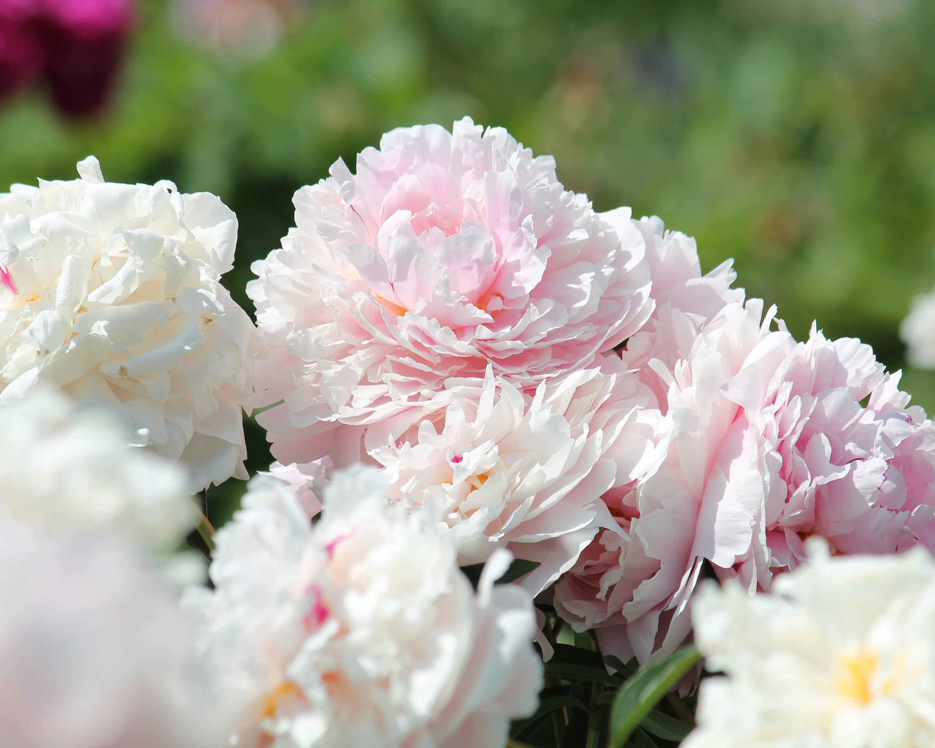 Paeonia 'Reine Hortense' - Image 3