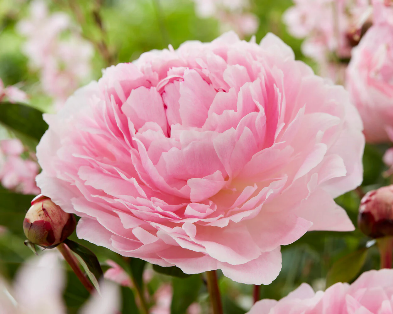 Paeonia 'Reine Hortense' - Image 4