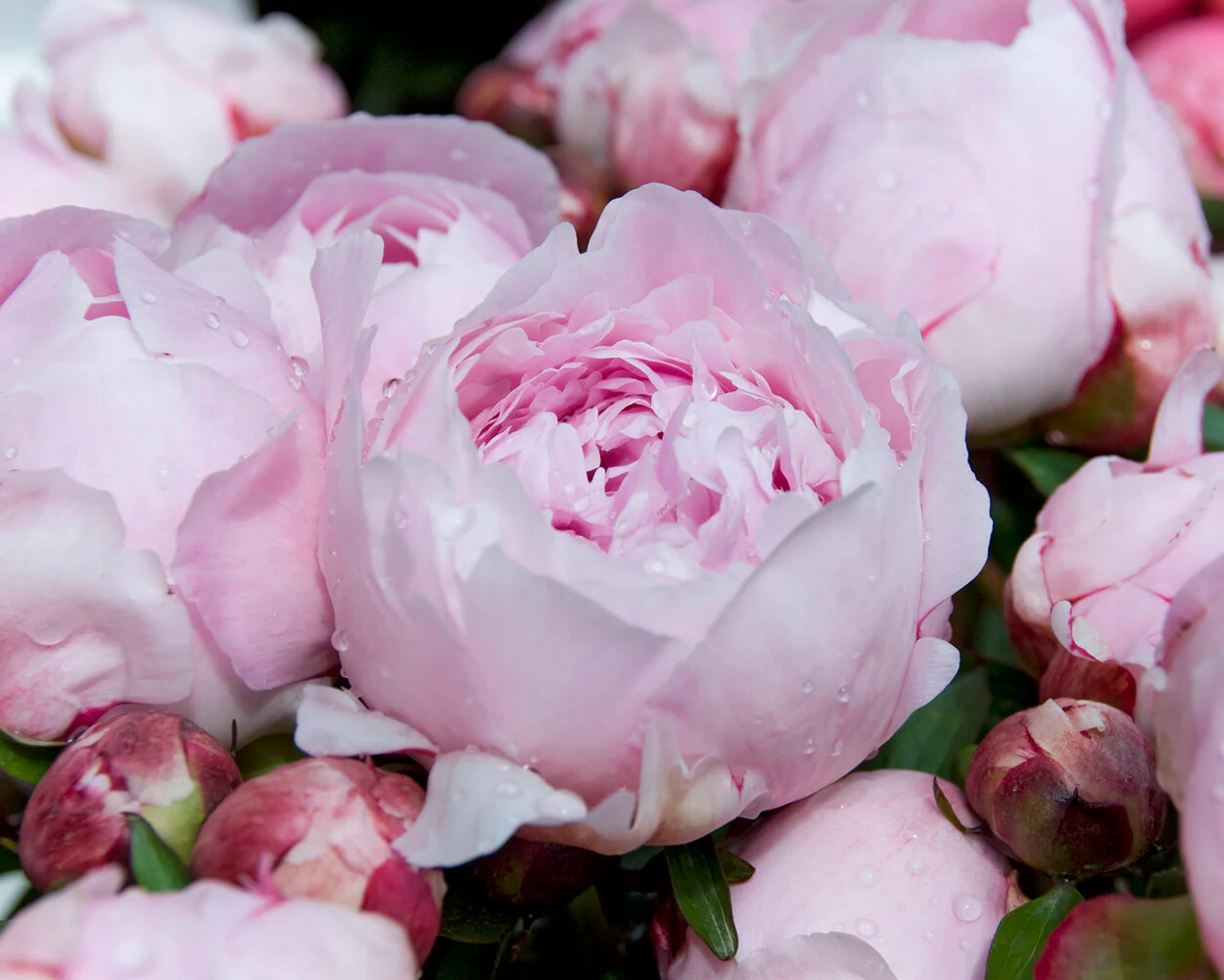 Paeonia 'Reine Hortense' - Image 7