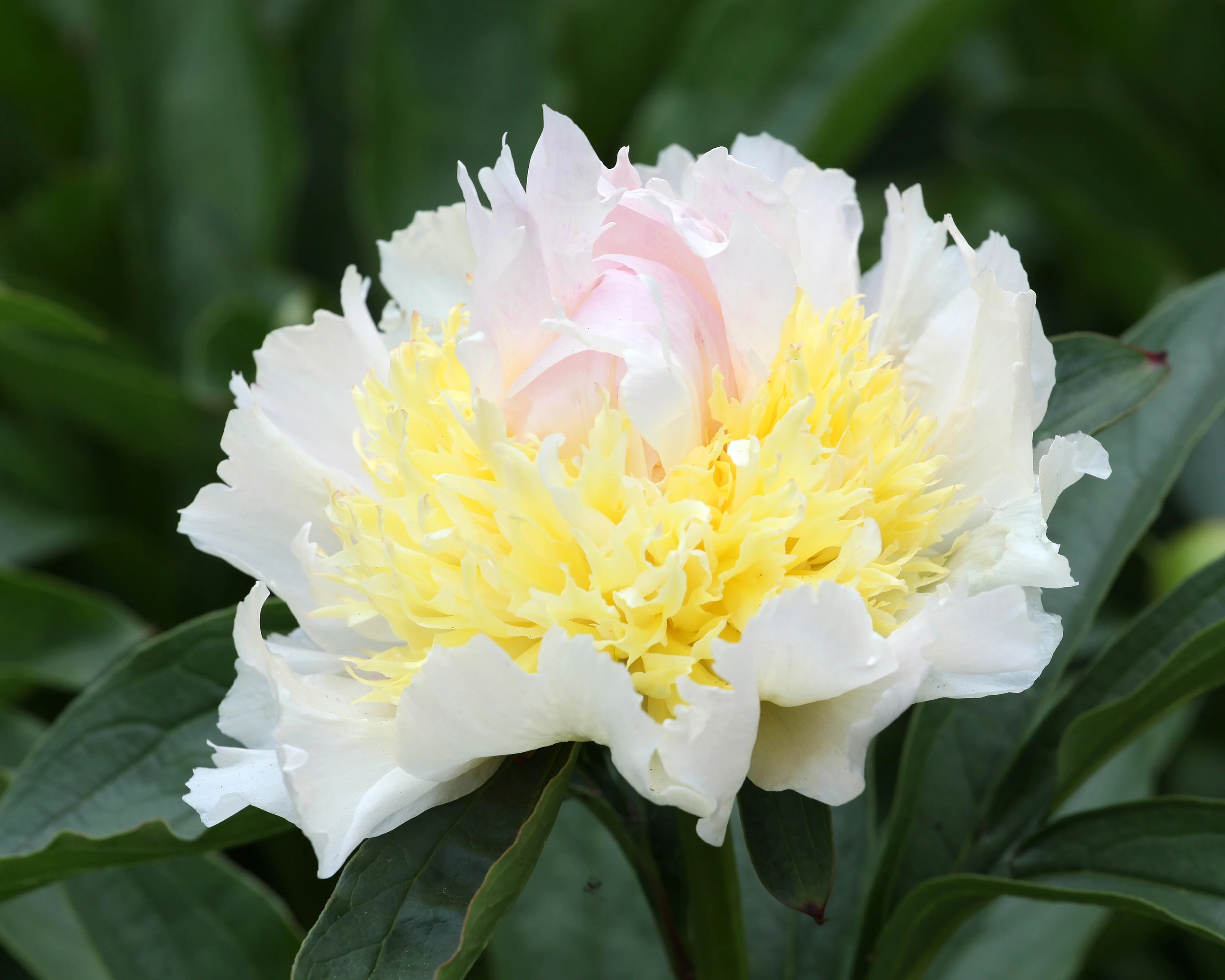 Paeonia 'Top Brass' - Image 10