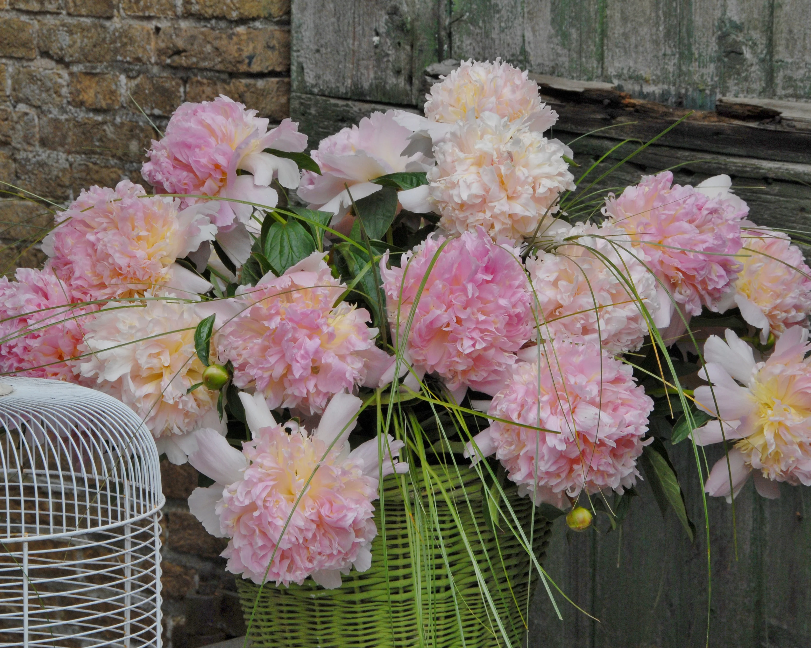 Paeonia 'Top Brass' - Image 4