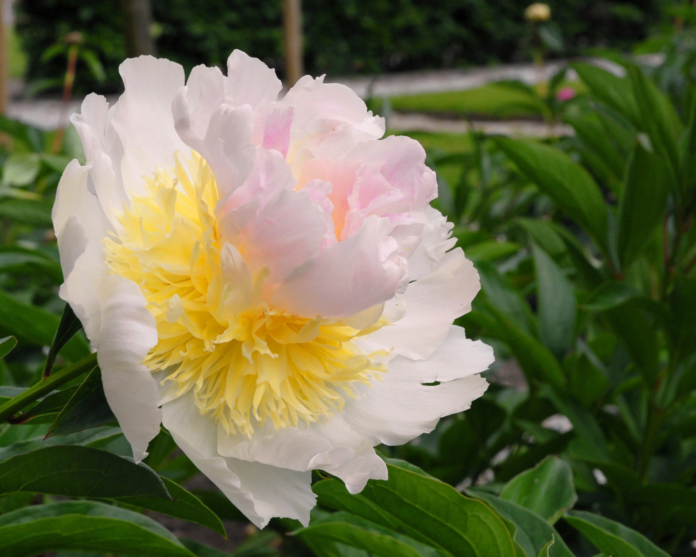 Paeonia 'Top Brass' - Image 5