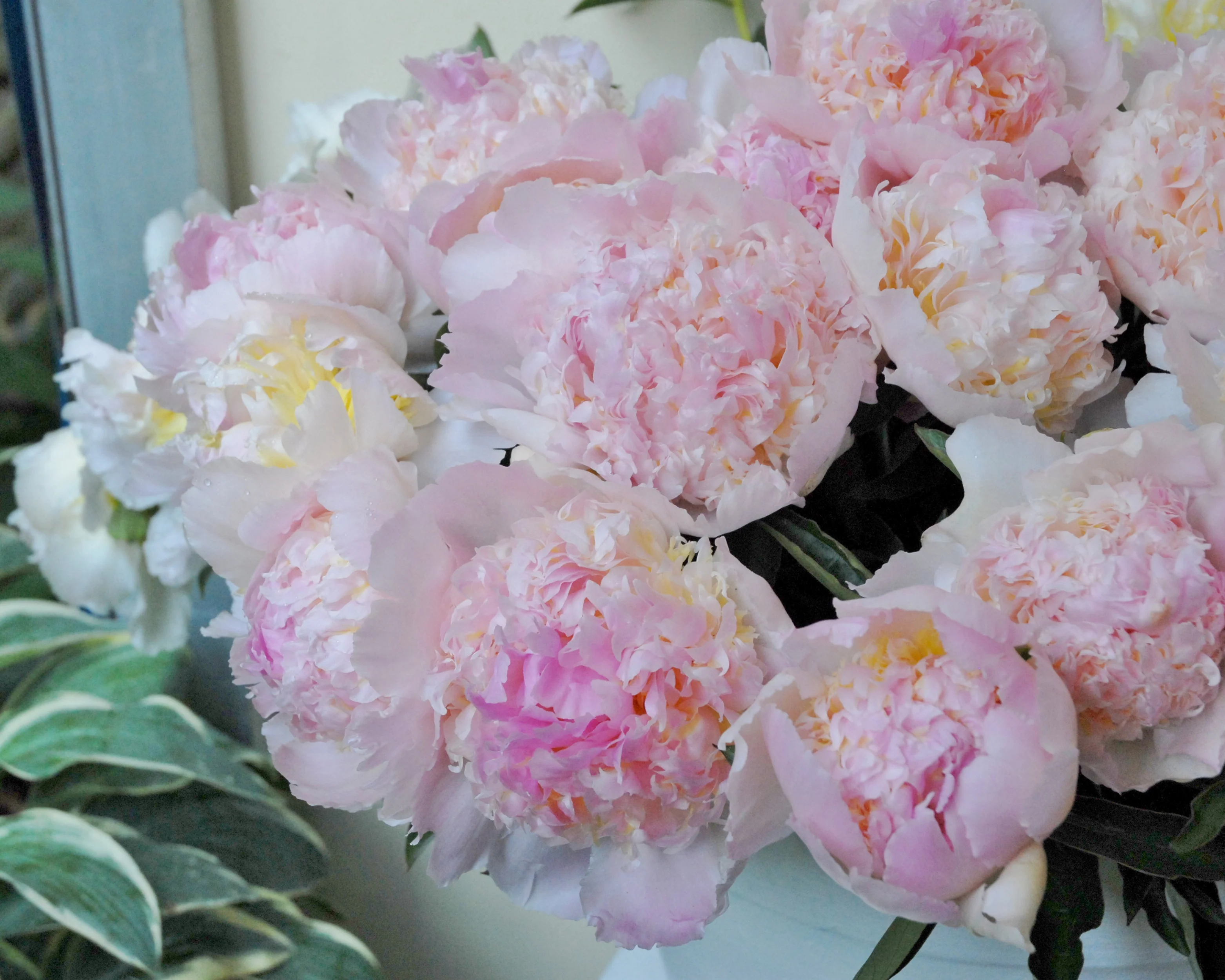 Paeonia 'Top Brass' - Image 6