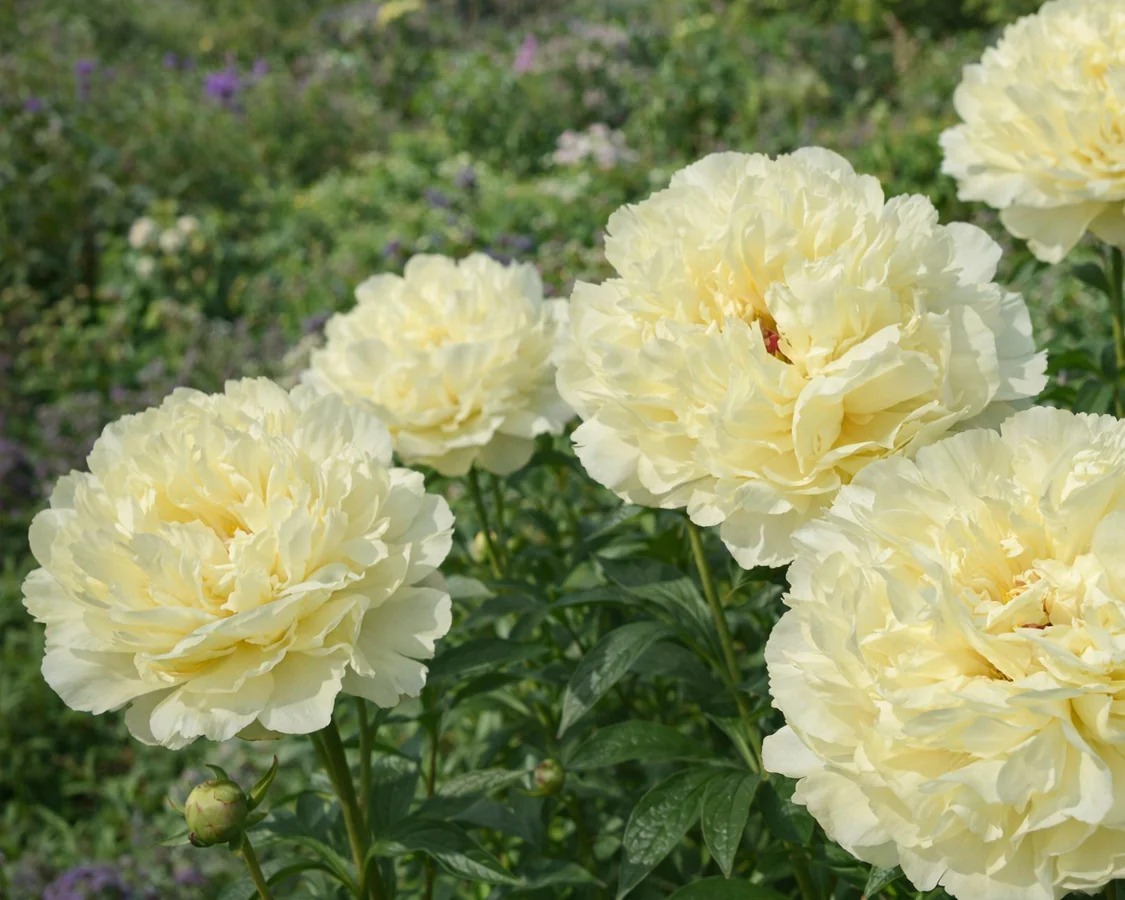 Paeonia 'Vanilla Schnapps' - Image 2
