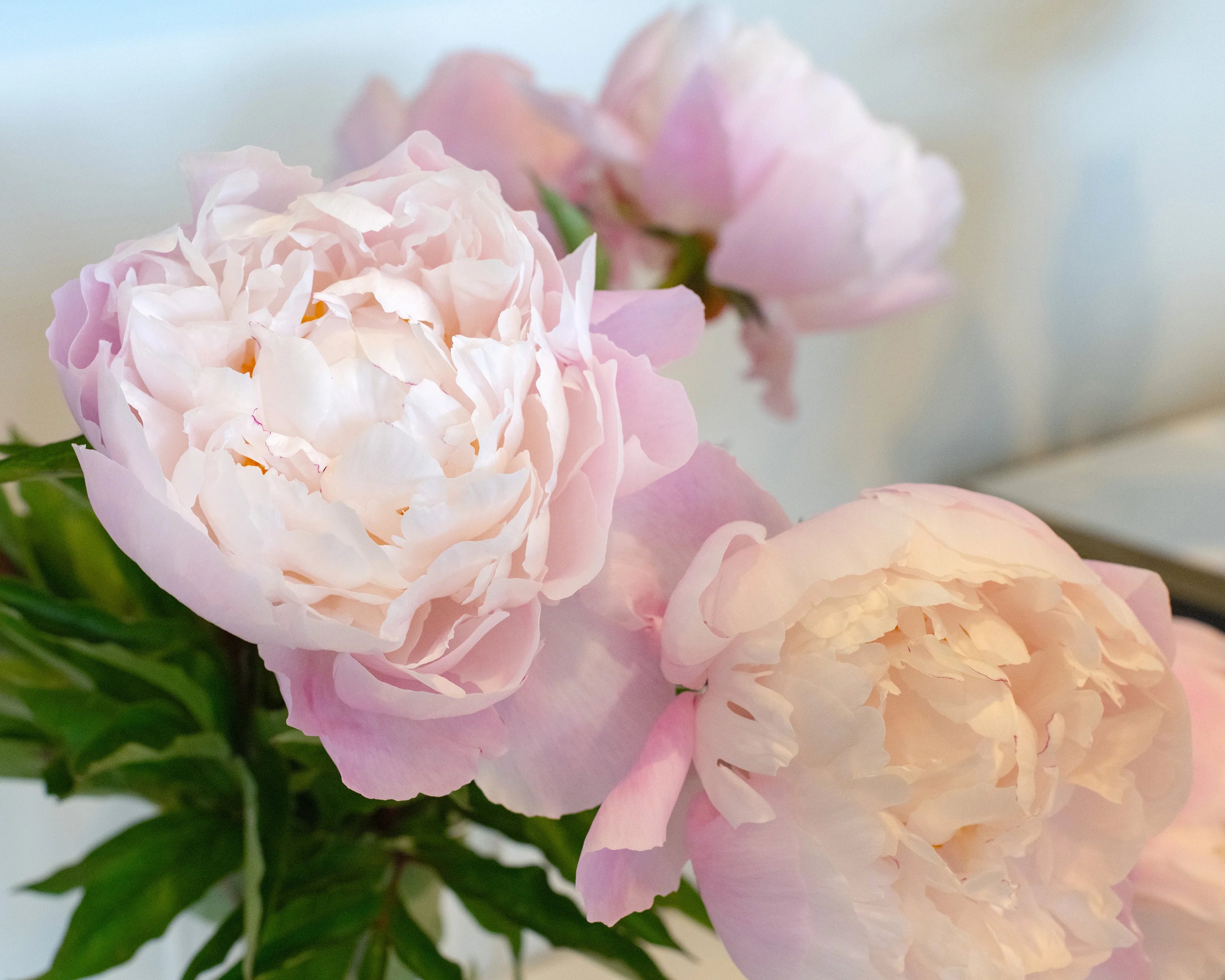 Paeonia 'Vogue' - Image 5