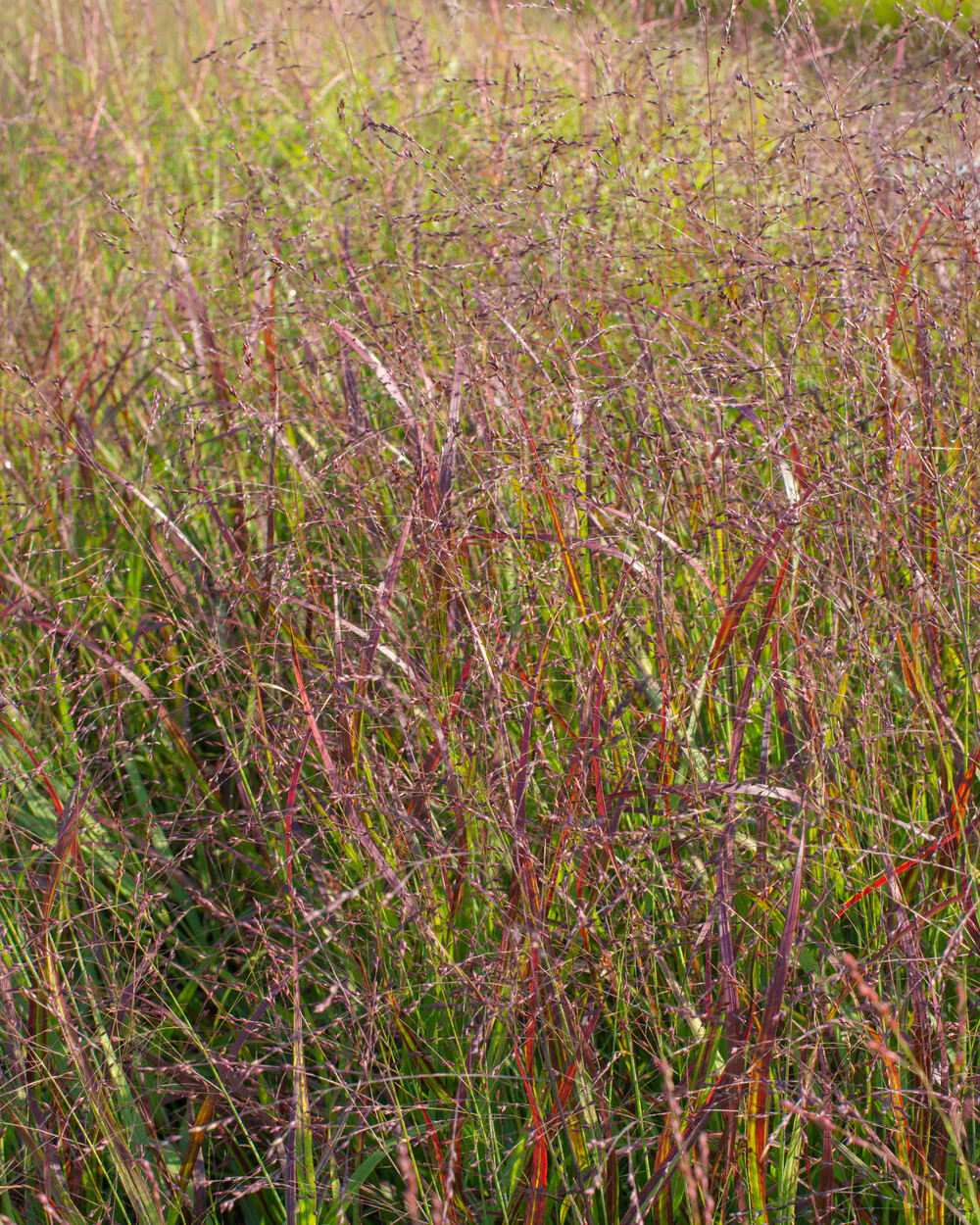 Panicum 'Heiliger Hain' - Image 3