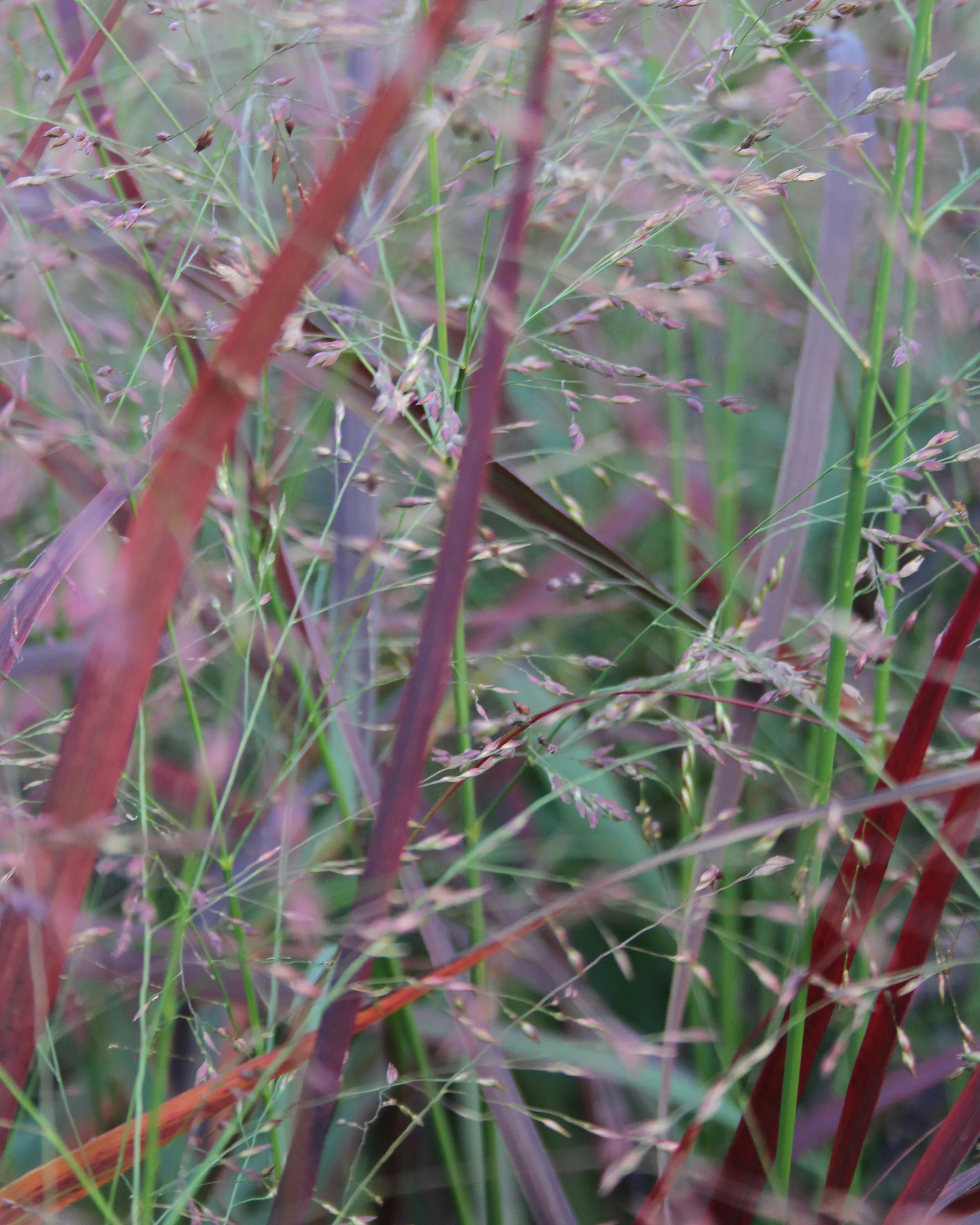 Panicum 'Heiliger Hain' - Image 4