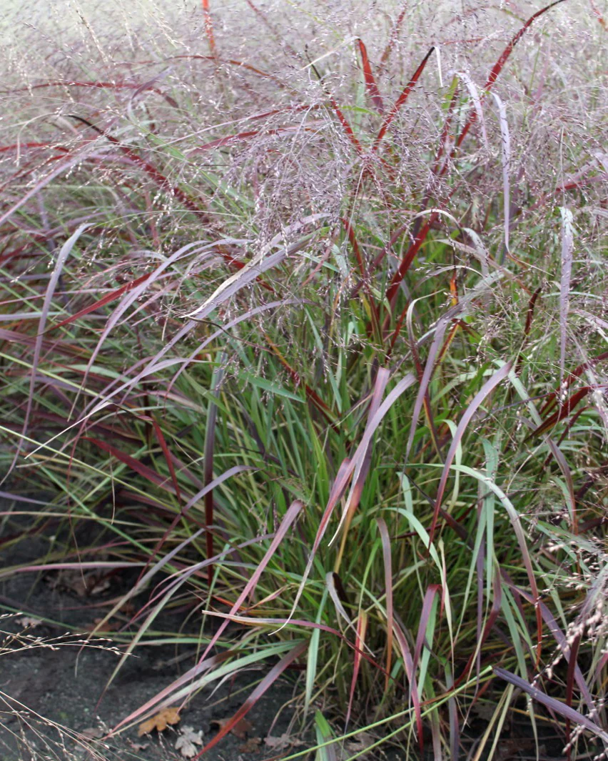 Panicum 'Heiliger Hain' - Image 5
