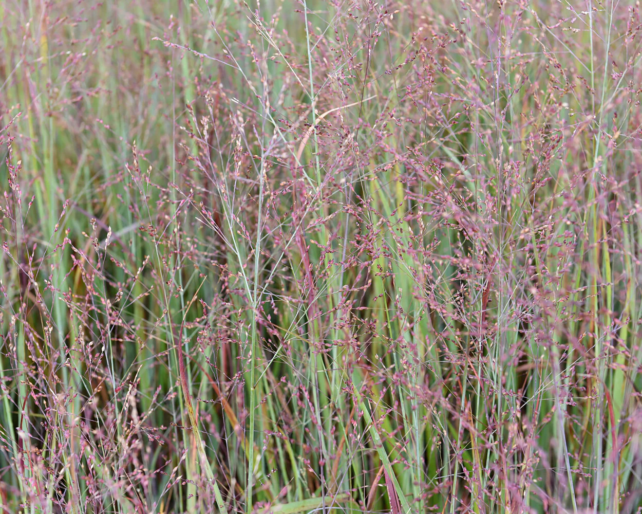 Panicum 'Heiliger Hain' - Image 6