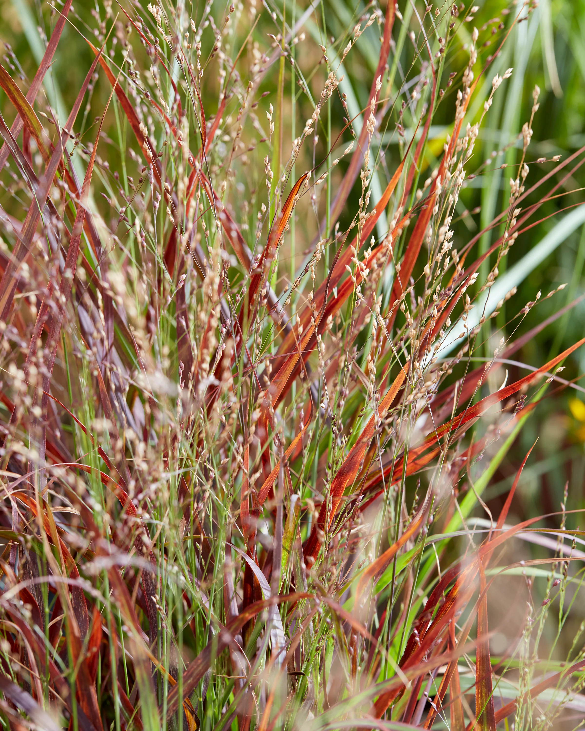 Panicum 'Hot Rod' - Image 2