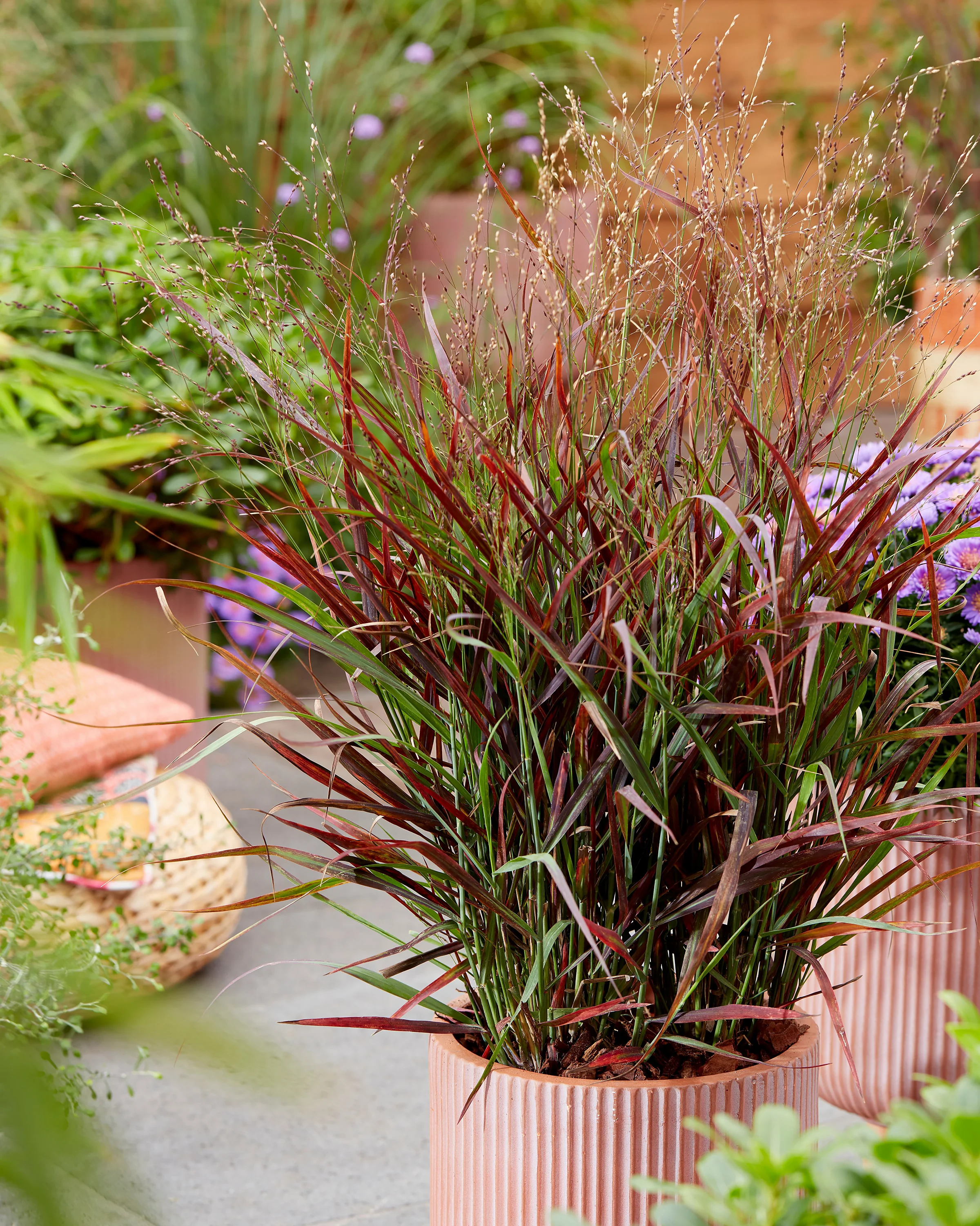 Panicum 'Hot Rod' - Image 3