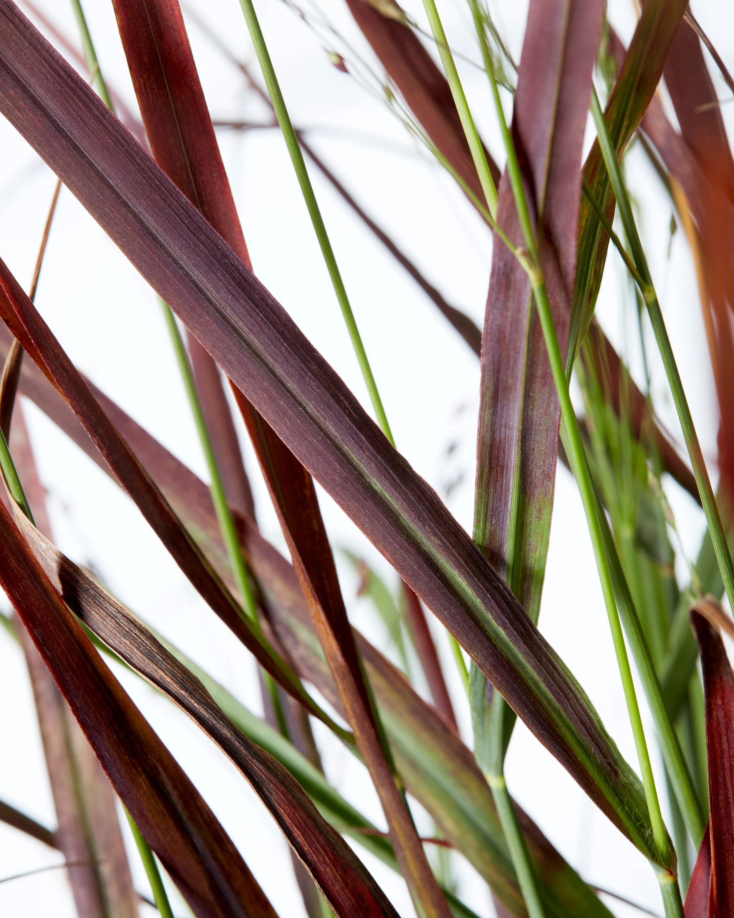 Panicum 'Hot Rod' - Image 5