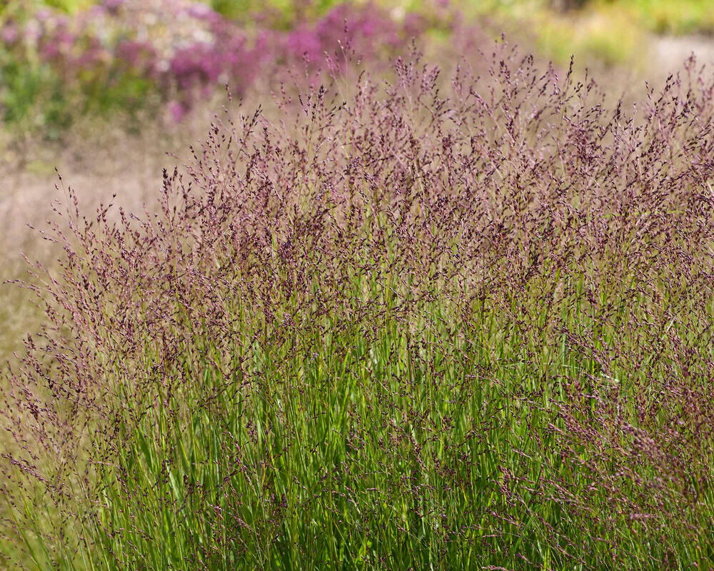 Panicum 'Purple Tears' - Image 2
