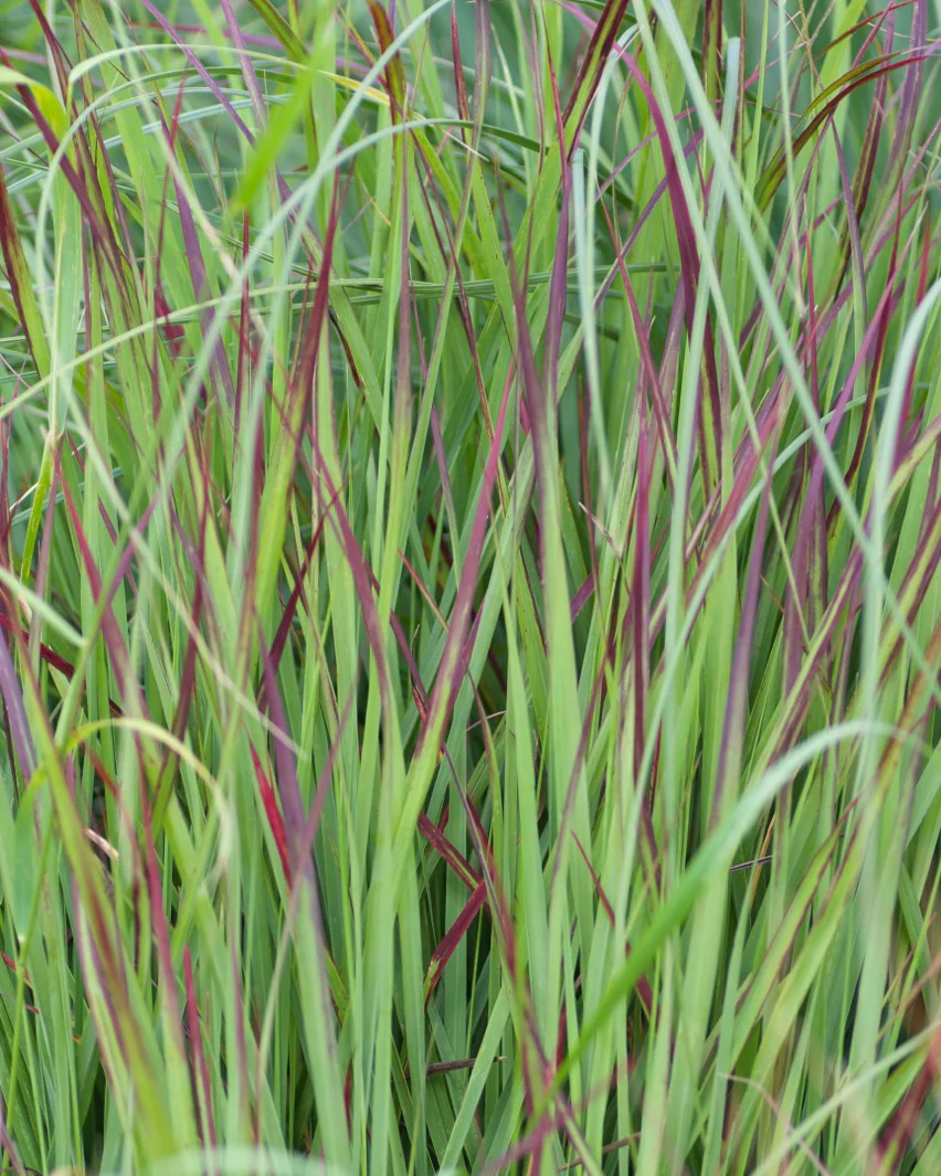 Panicum 'Shenandoah' - Image 2
