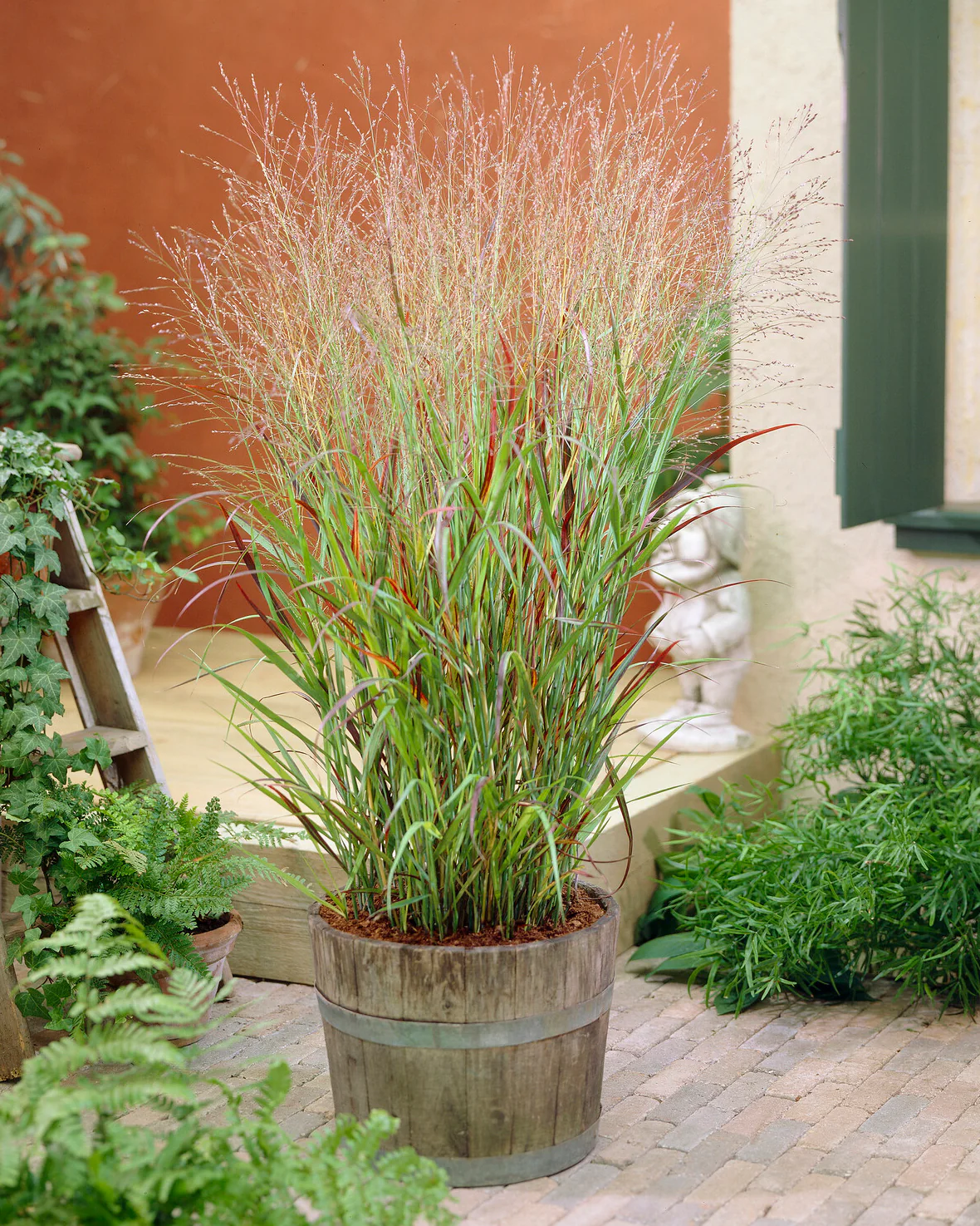 Panicum 'Shenandoah' - Image 3