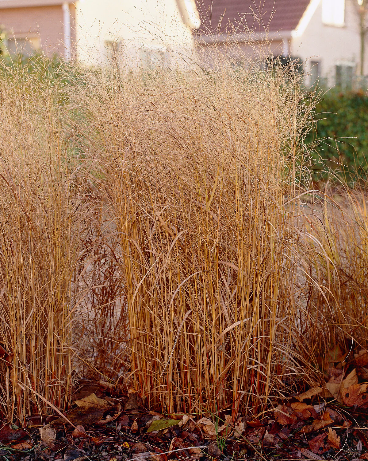 Panicum 'Shenandoah' - Image 4