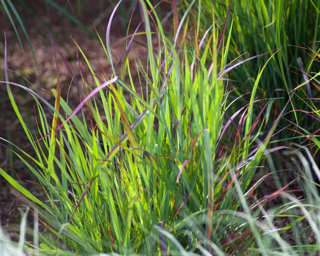 Panicum 'Shenandoah' - Image 5