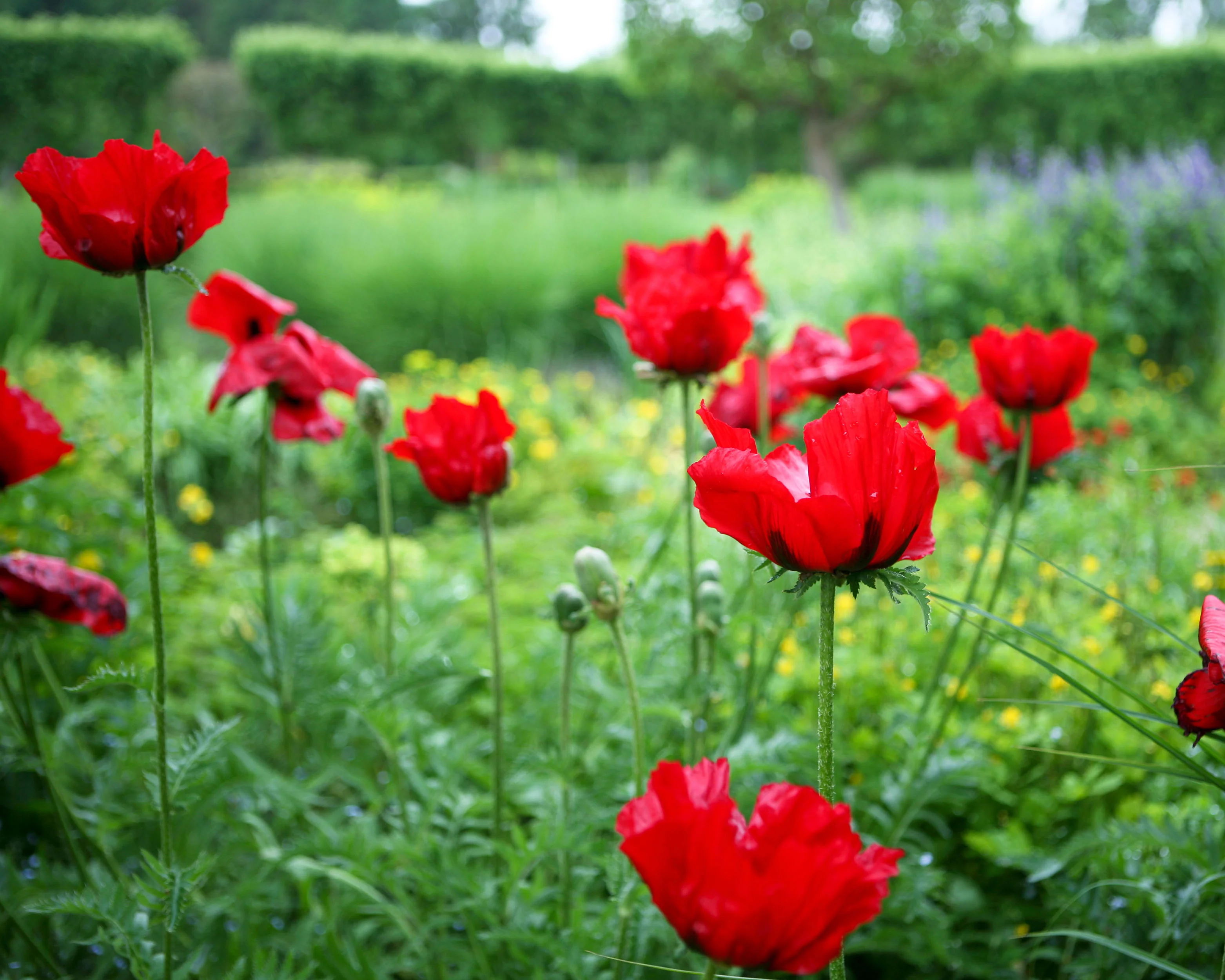 Papaver 'Beauty of Livermere' - Image 5