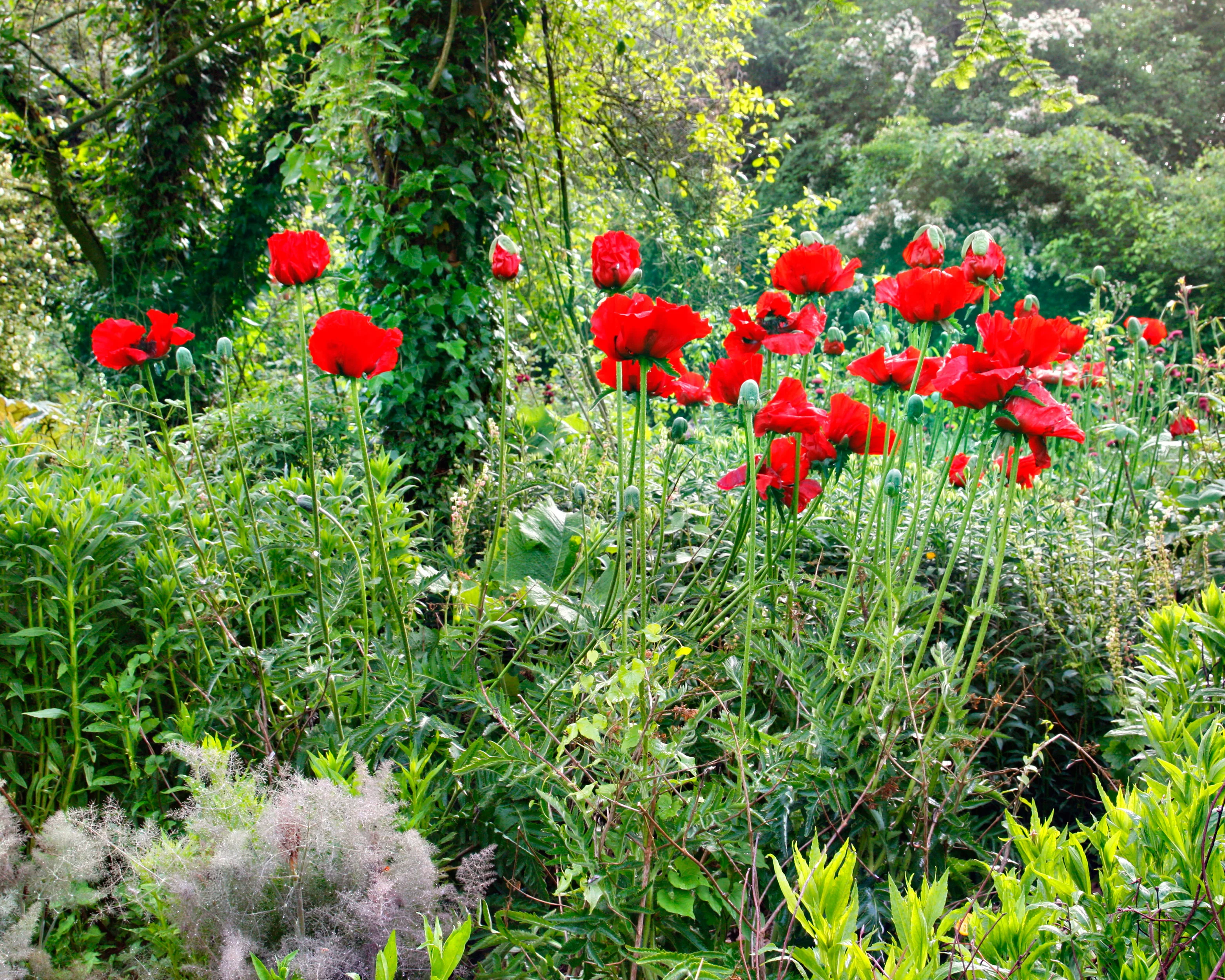 Papaver 'Beauty of Livermere' - Image 7