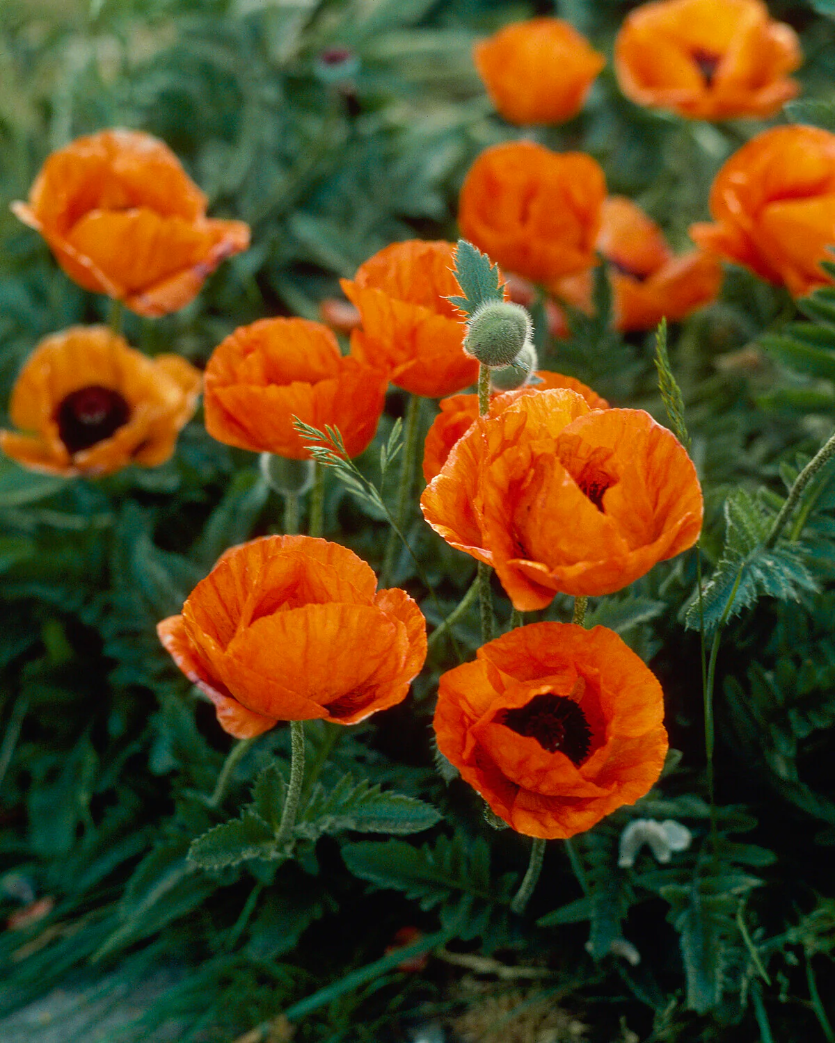 Papaver 'Harvest Moon' - Image 4