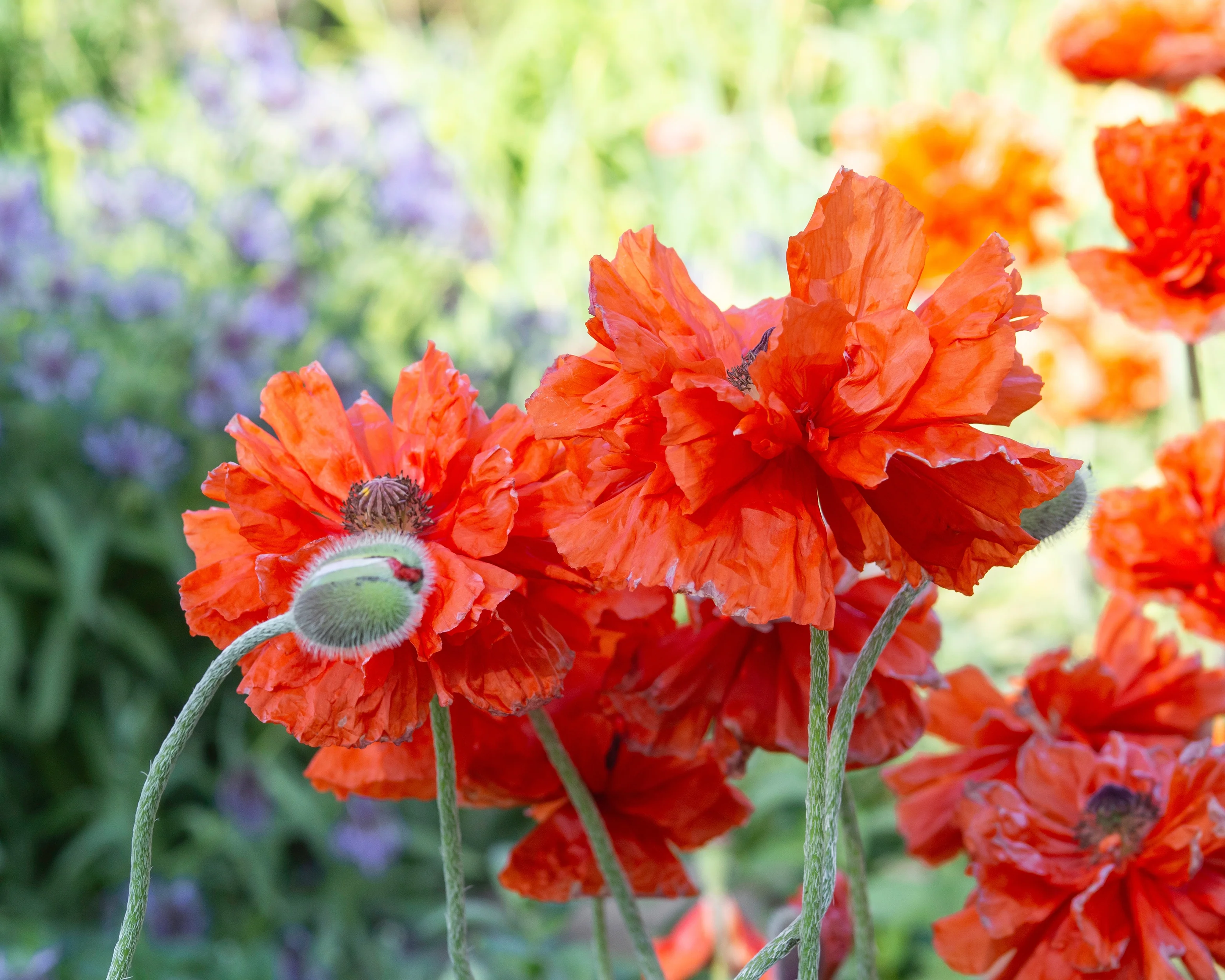 Papaver 'Harvest Moon' - Image 5