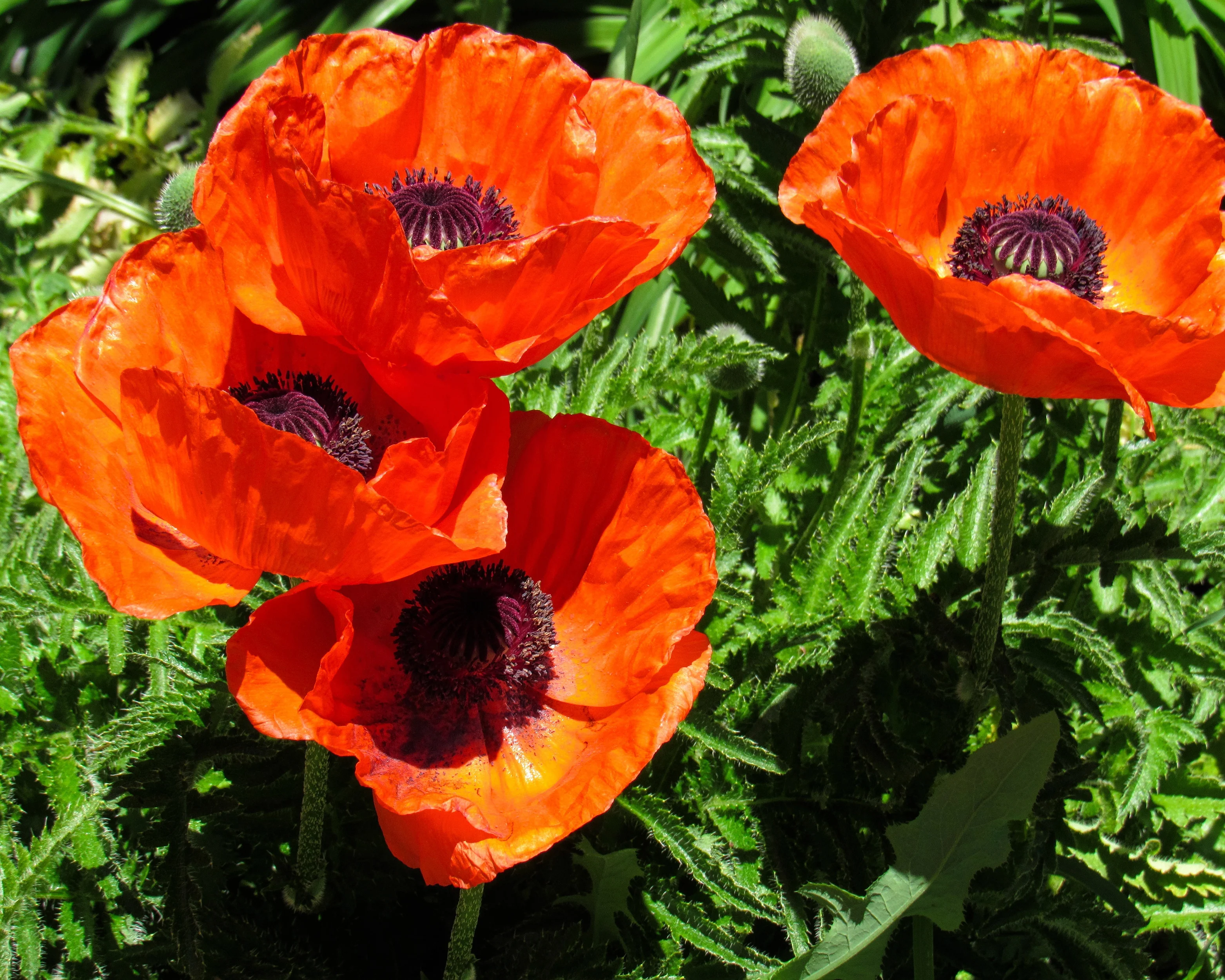 Papaver 'Harvest Moon' - Image 6