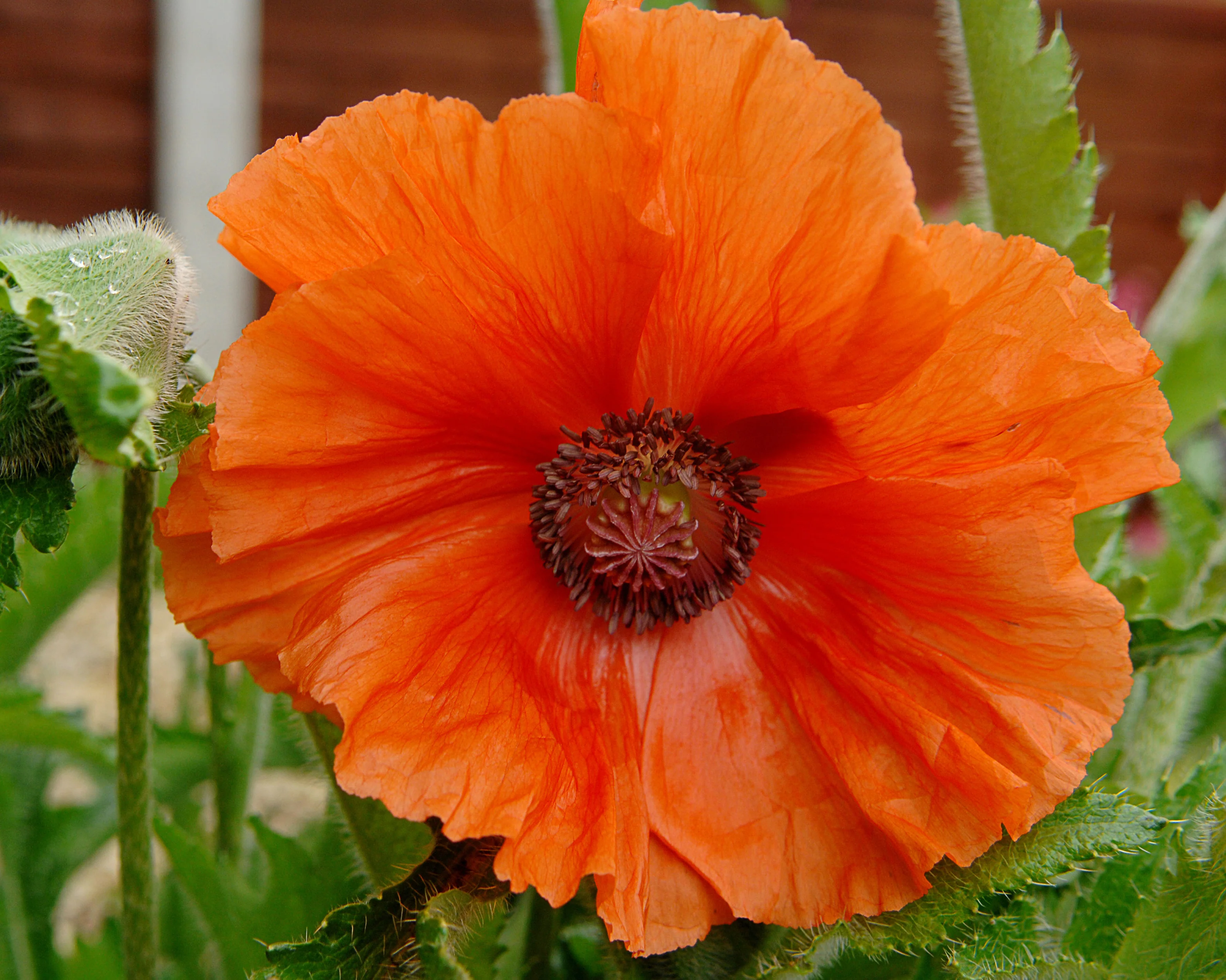 Papaver 'Harvest Moon' - Image 7