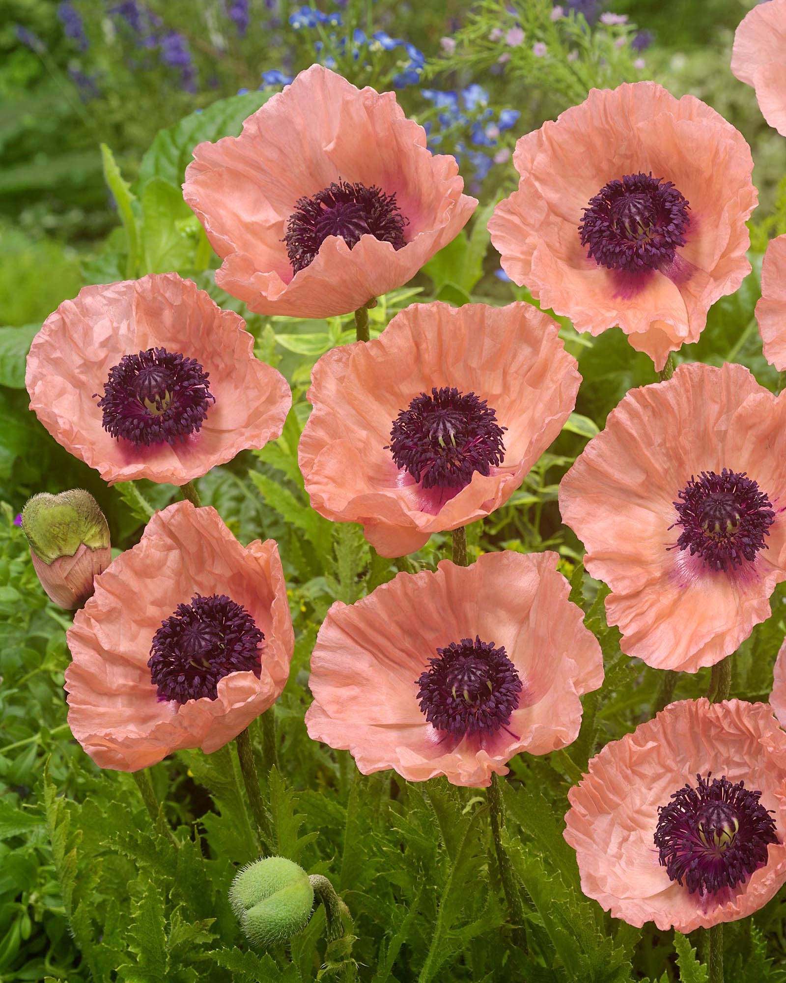 Papaver 'Helen Elizabeth' - Image 2