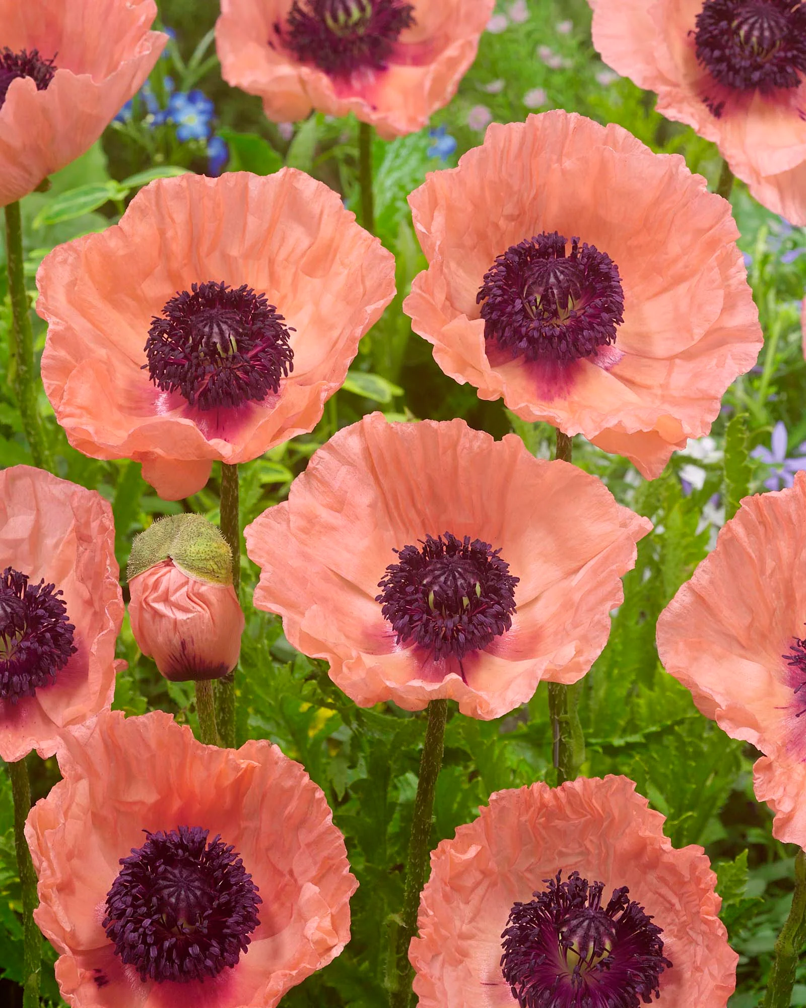 Papaver 'Helen Elizabeth' - Image 3