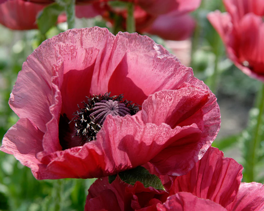 Papaver 'Marlene' - Image 5