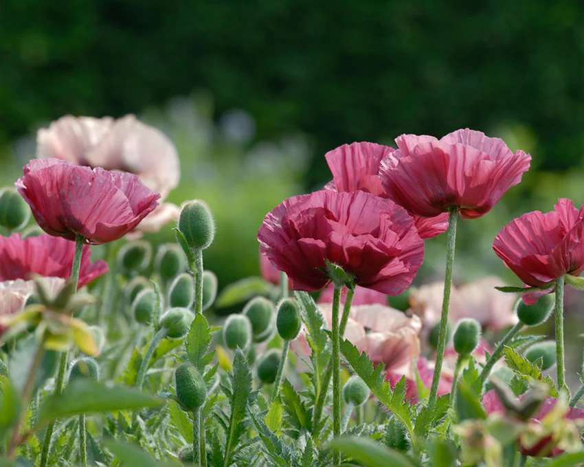 Papaver 'Marlene' - Image 7