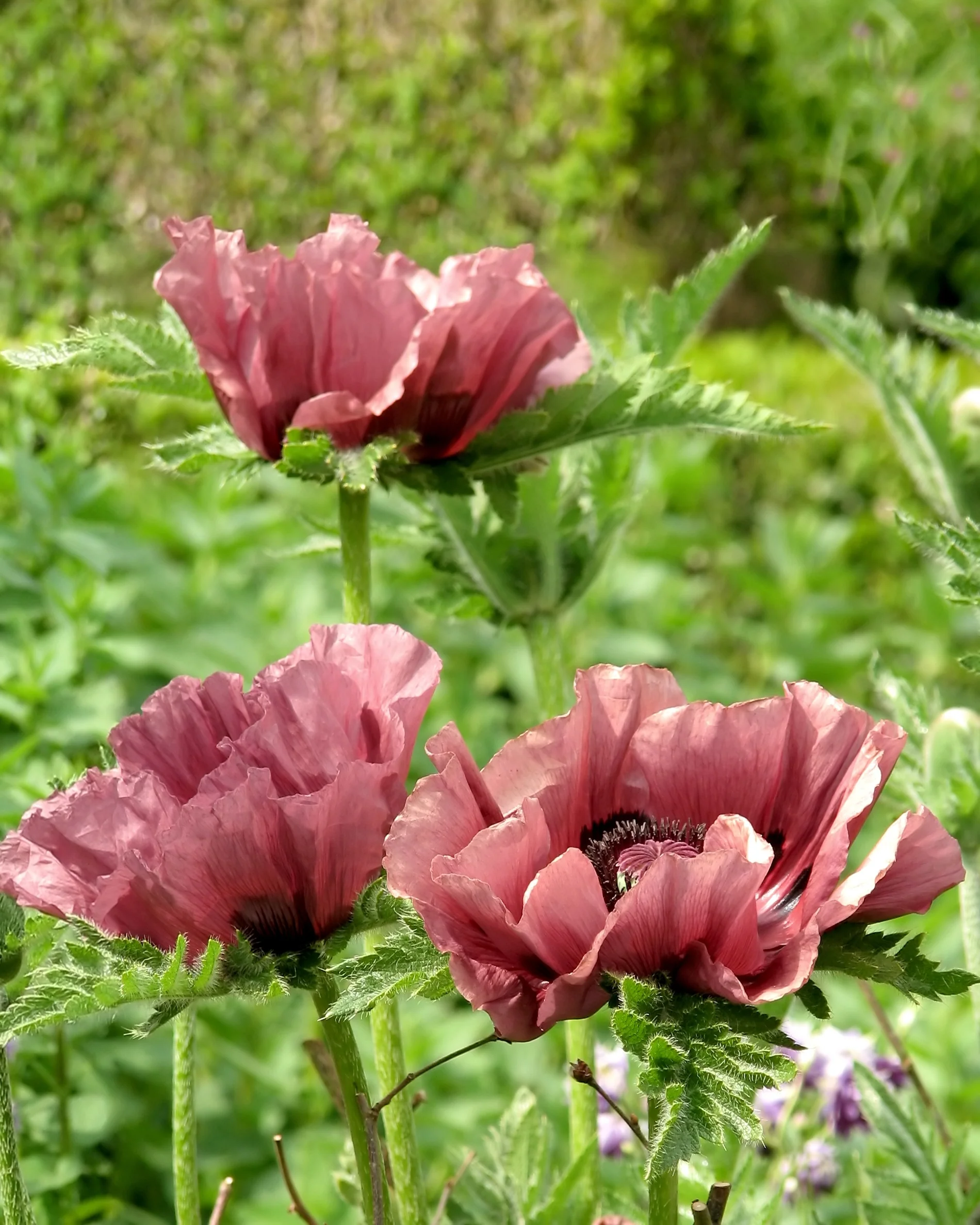 Papaver 'Patty's Plum' - Image 3