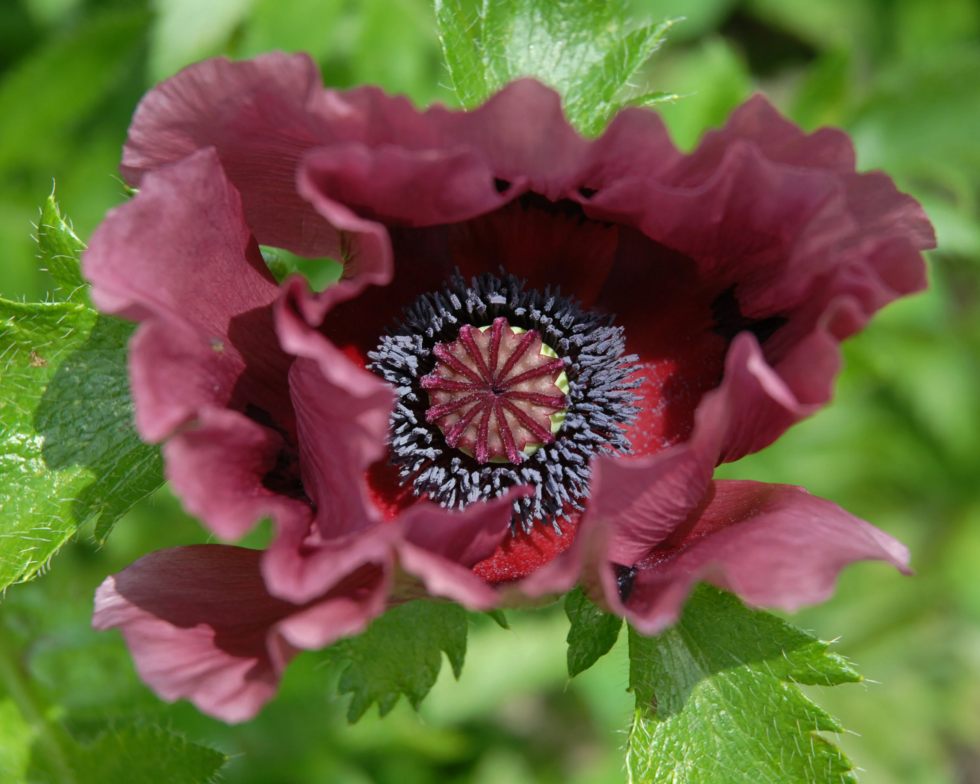 Papaver 'Patty's Plum' - Image 4