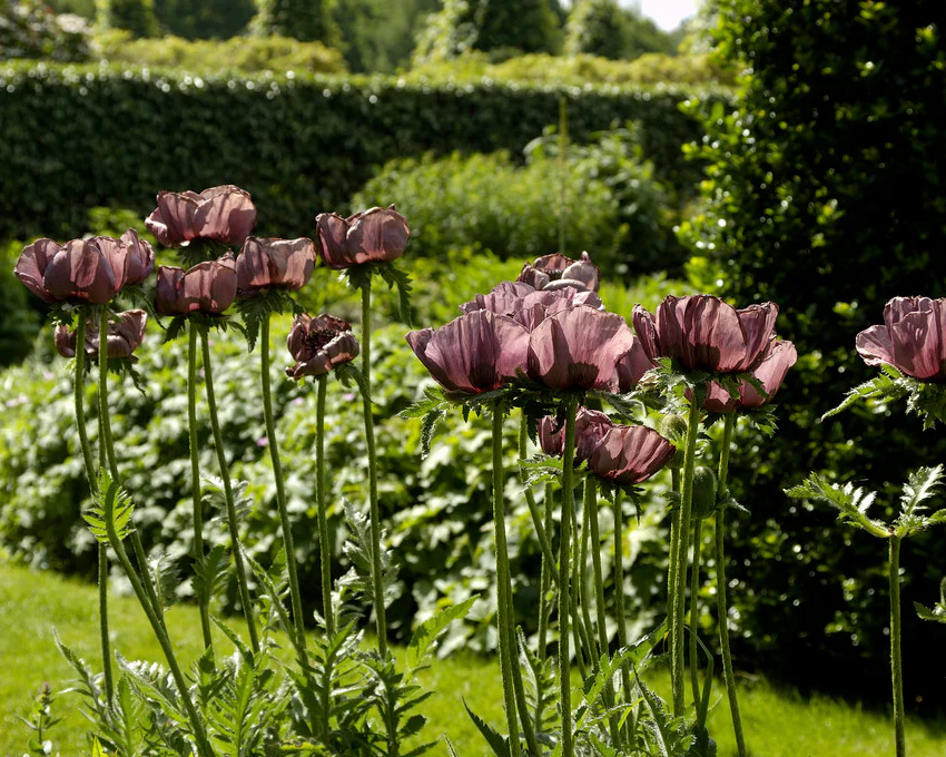 Papaver 'Patty's Plum' - Image 5