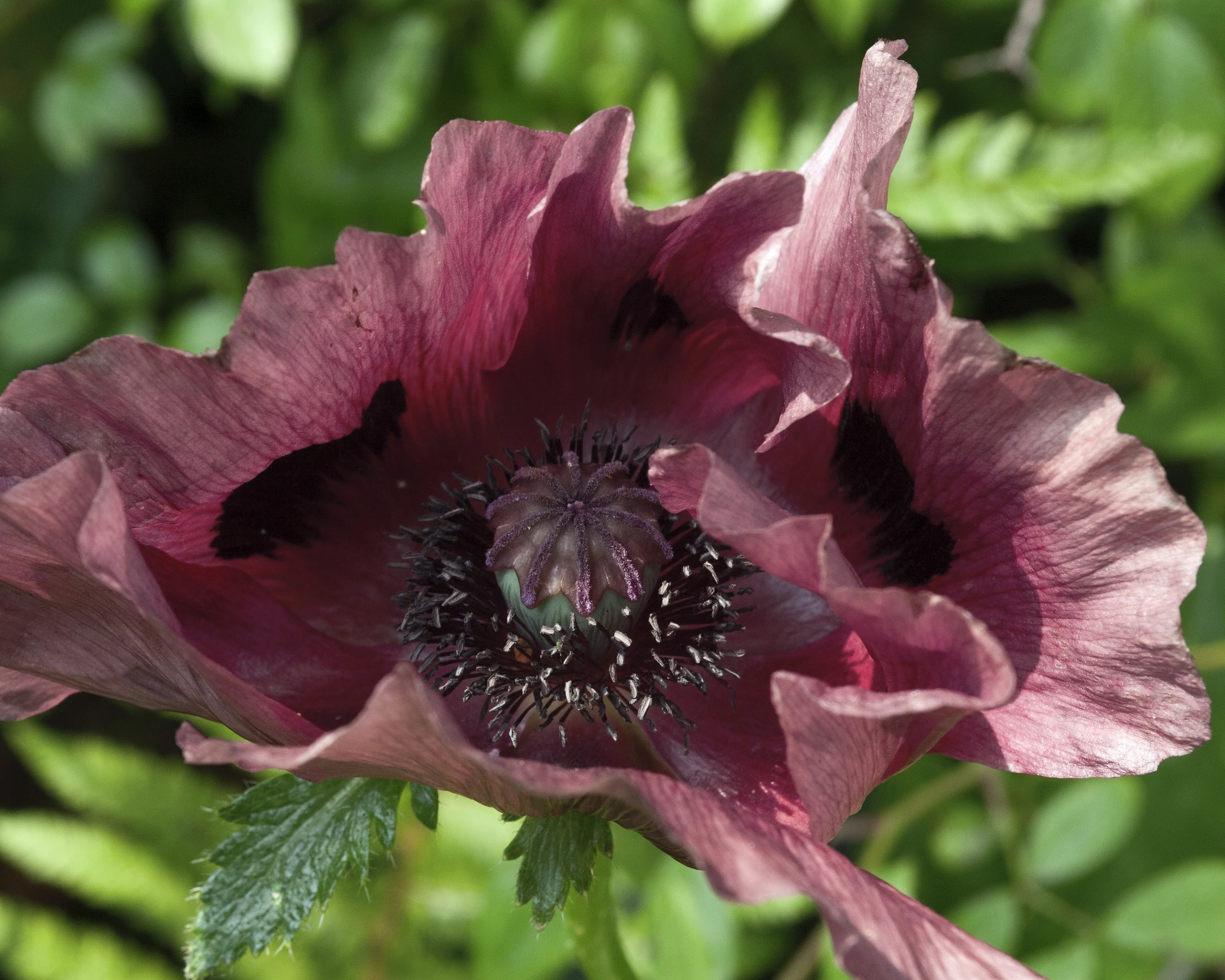 Papaver 'Patty's Plum' - Image 7