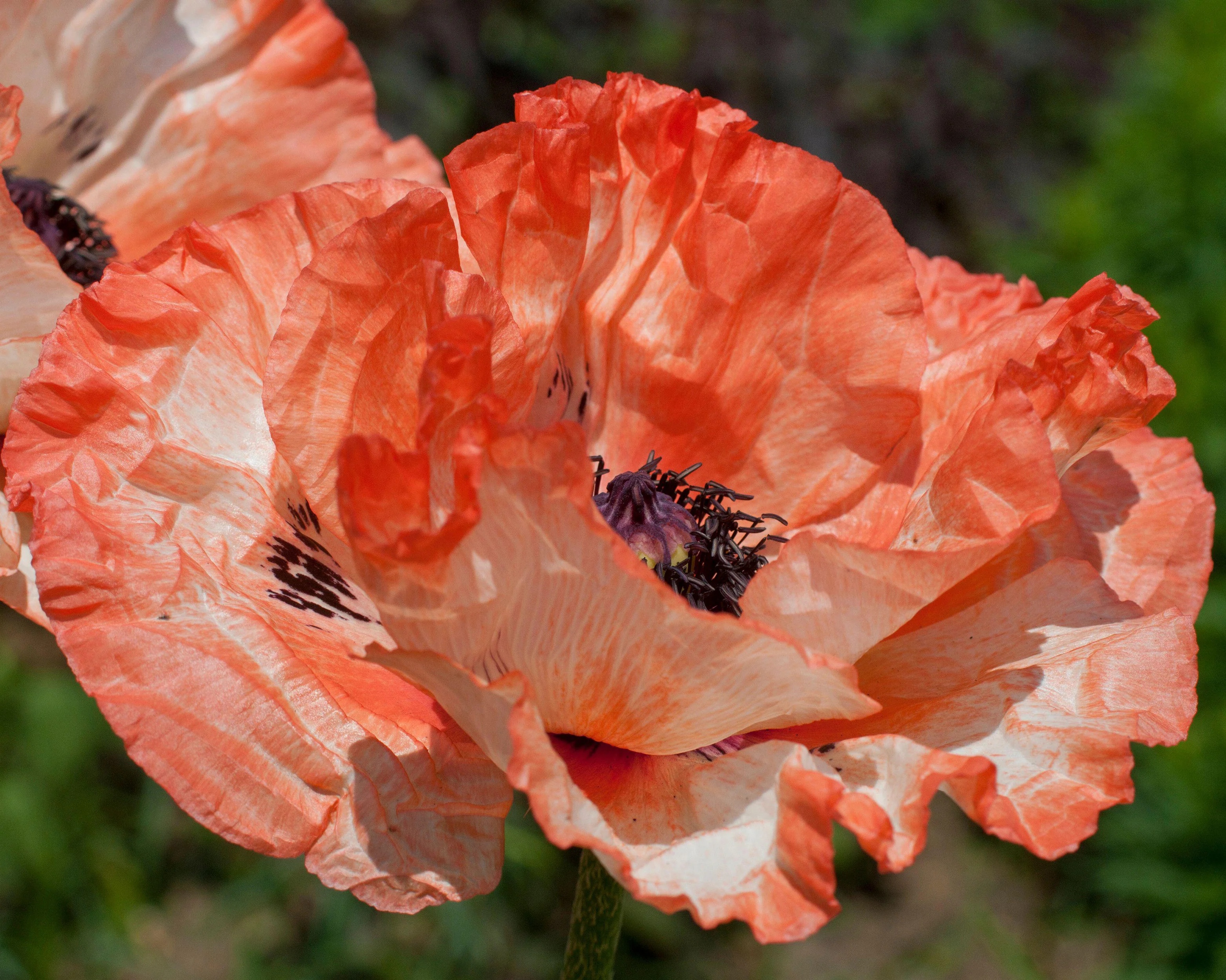 Papaver 'Picotee' - Image 6