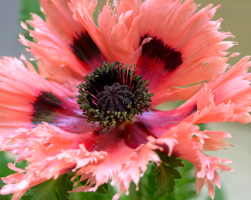 Papaver 'Pink Ruffles' - Image 2