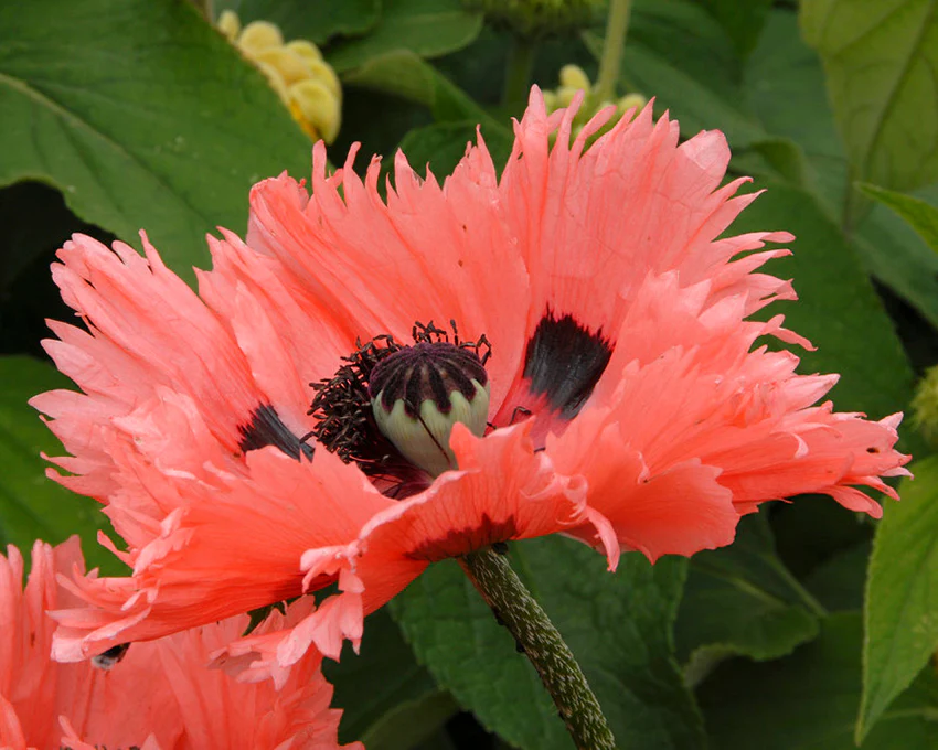 Papaver 'Pink Ruffles' - Image 4