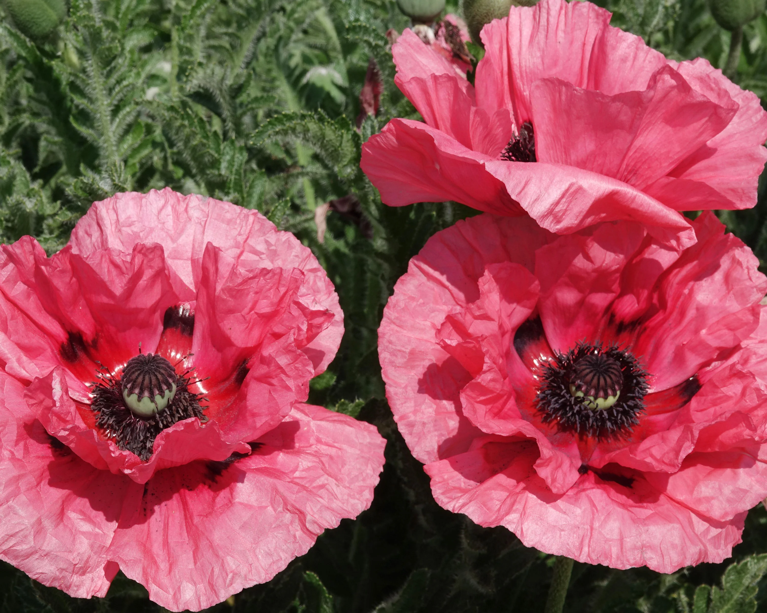 Papaver 'Watermelon' - Image 3
