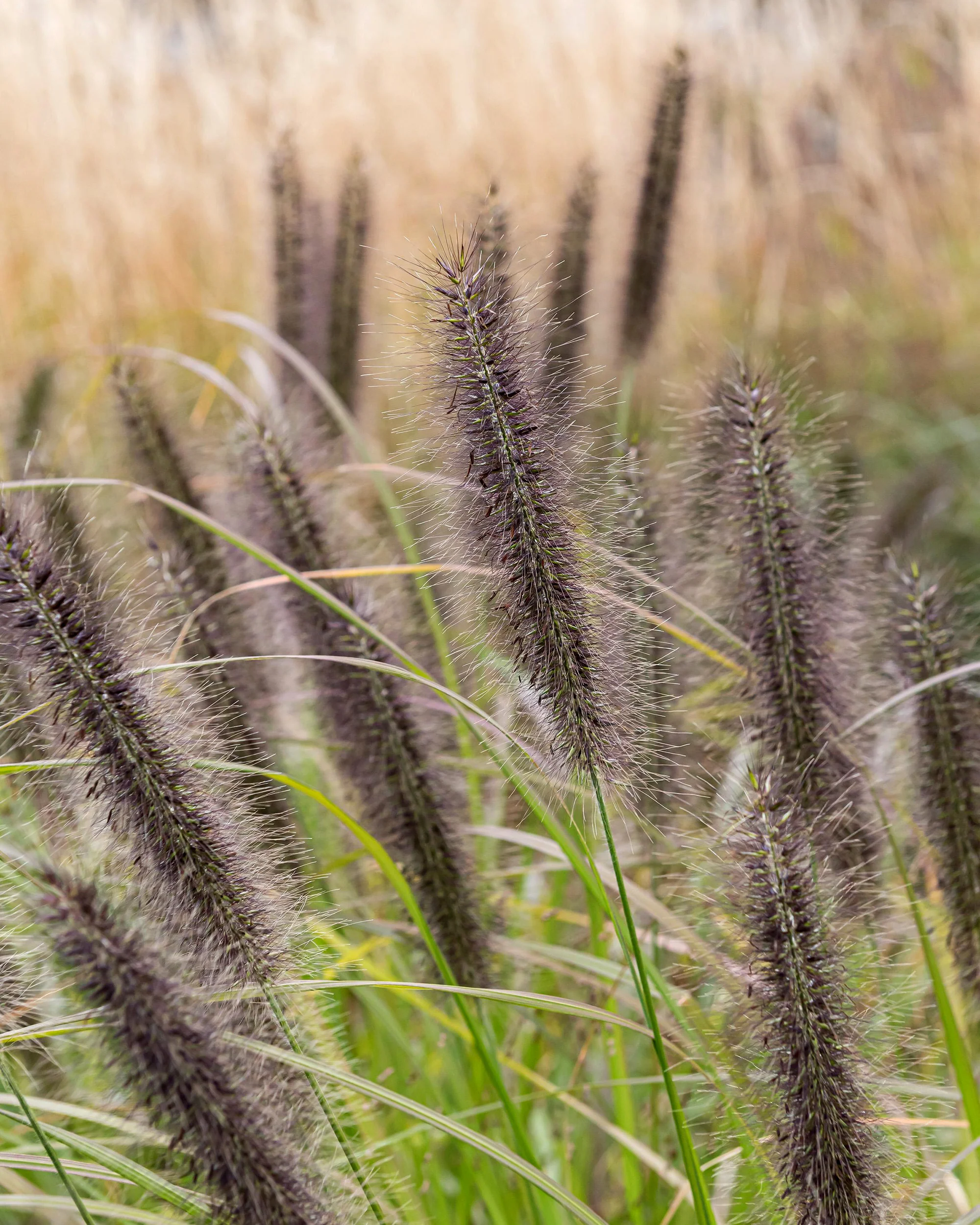 Pennisetum 'Black Beauty' - Image 2