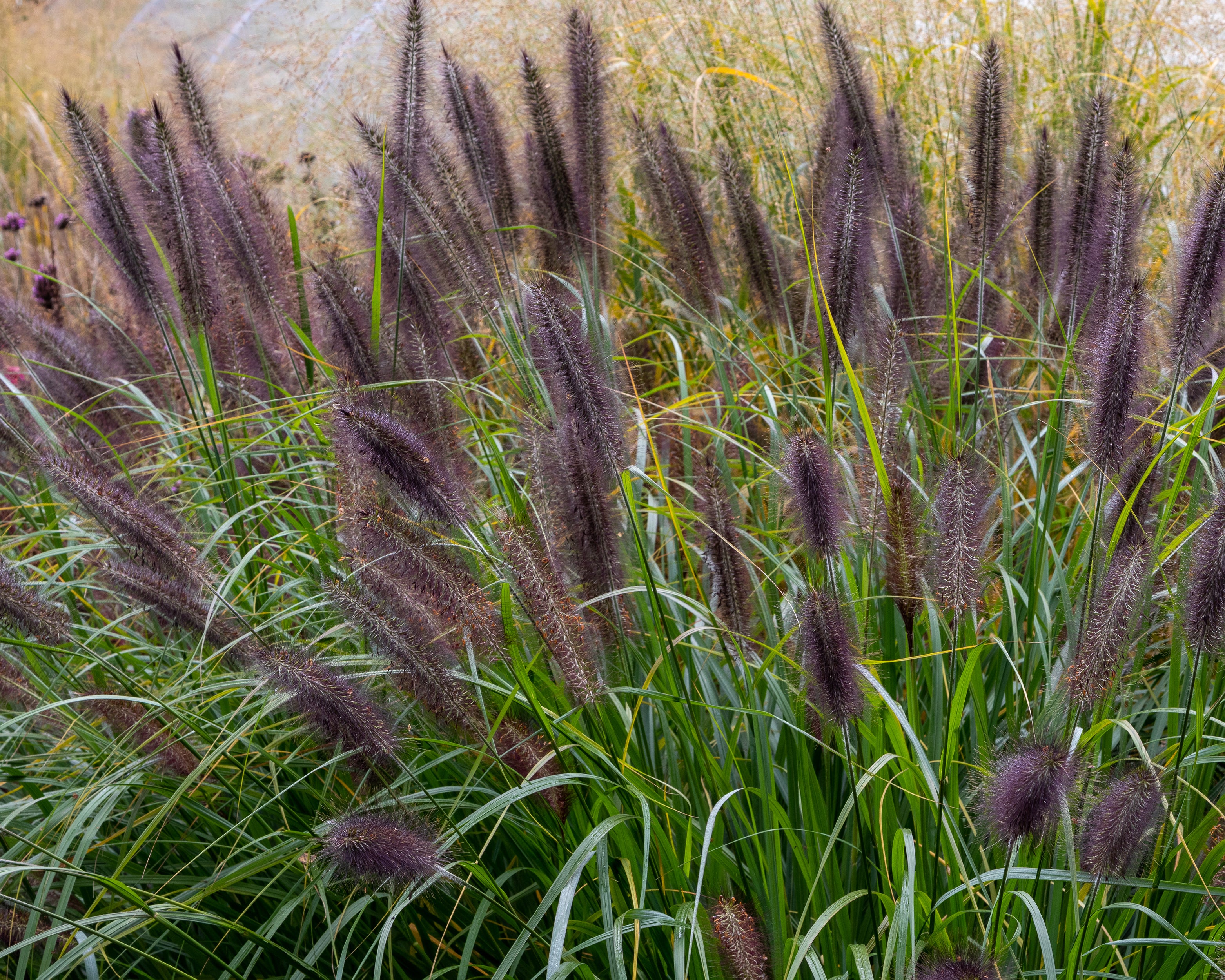 Pennisetum 'Black Beauty' - Image 3