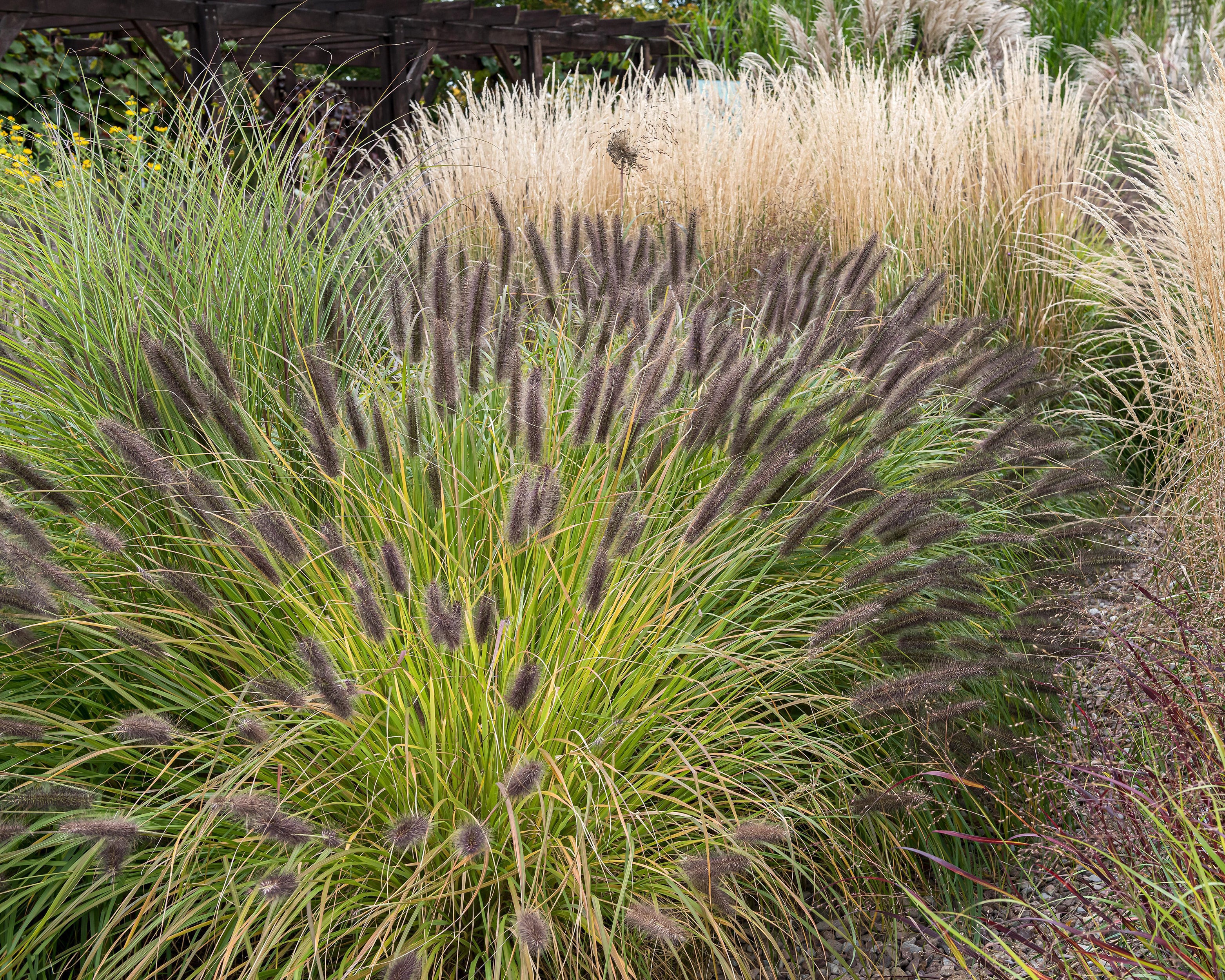 Pennisetum 'Black Beauty' - Image 4