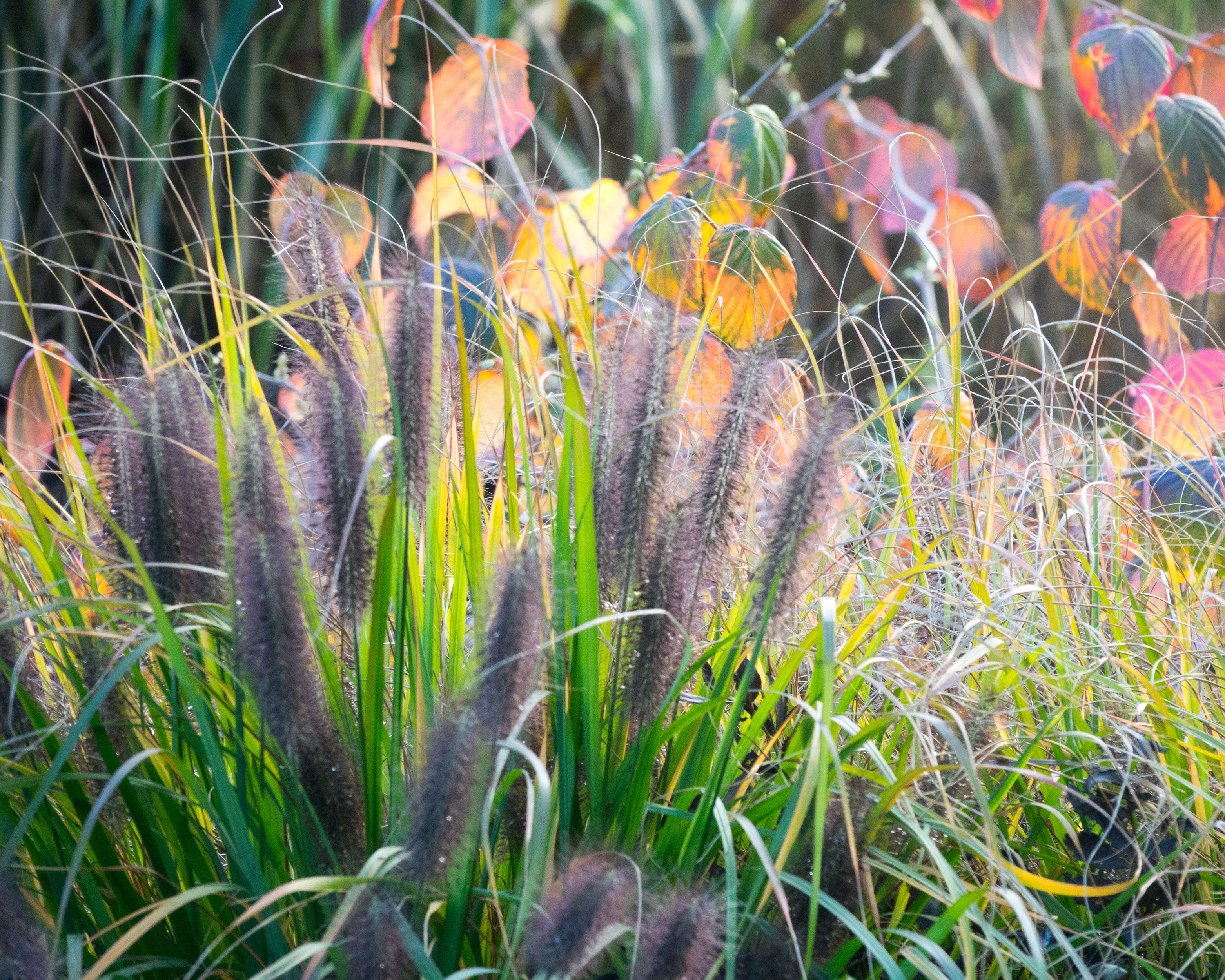 Pennisetum 'Black Beauty' - Image 5