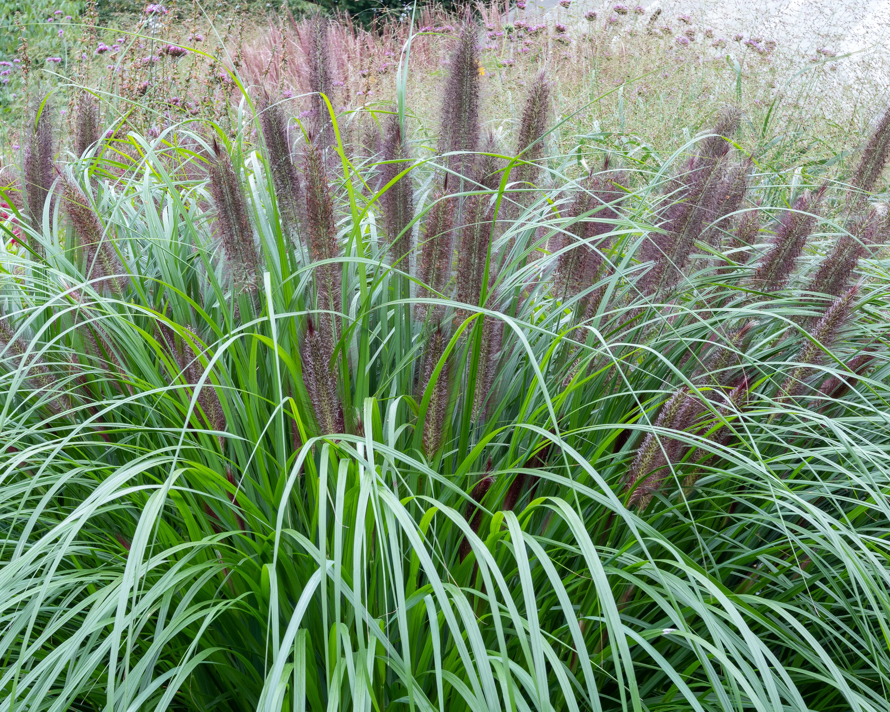 Pennisetum 'Black Beauty' - Image 6