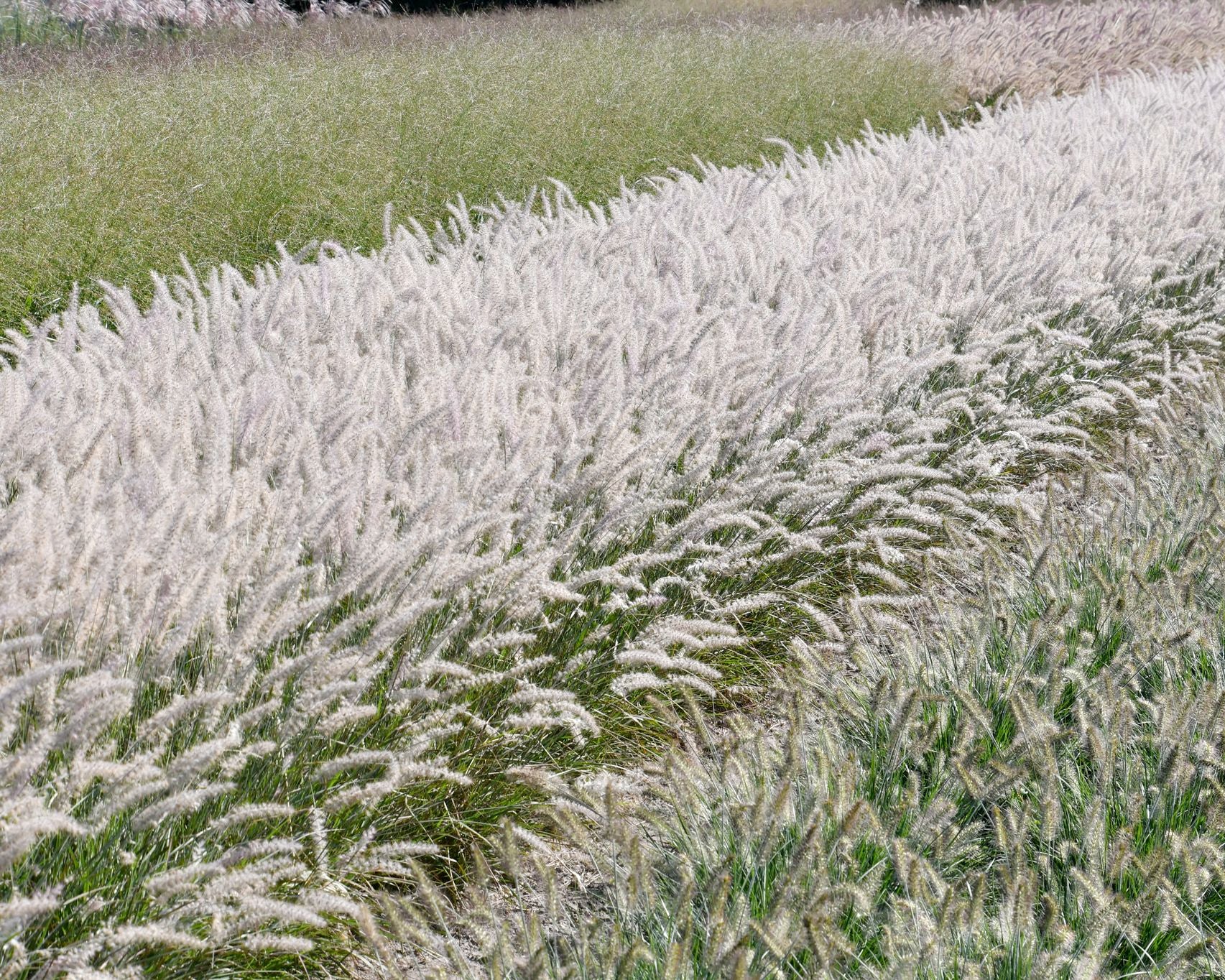 Pennisetum 'Dance With Me' - Image 6