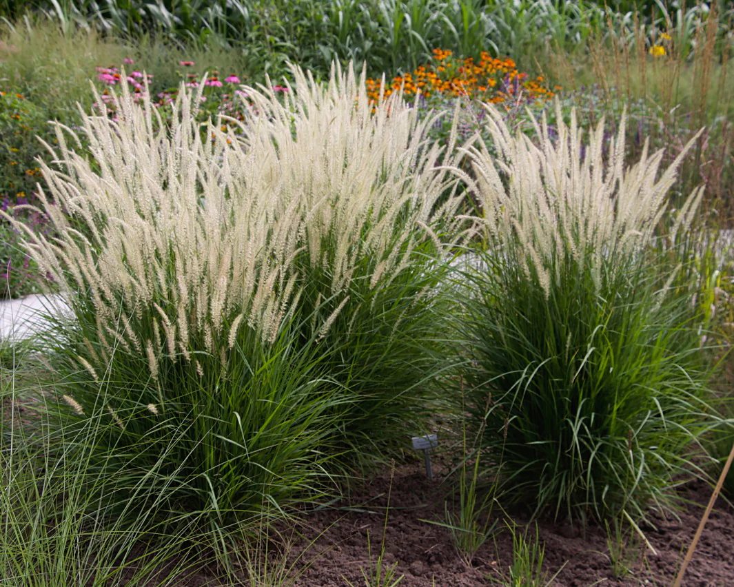 Pennisetum 'Fairy Tails' - Image 3