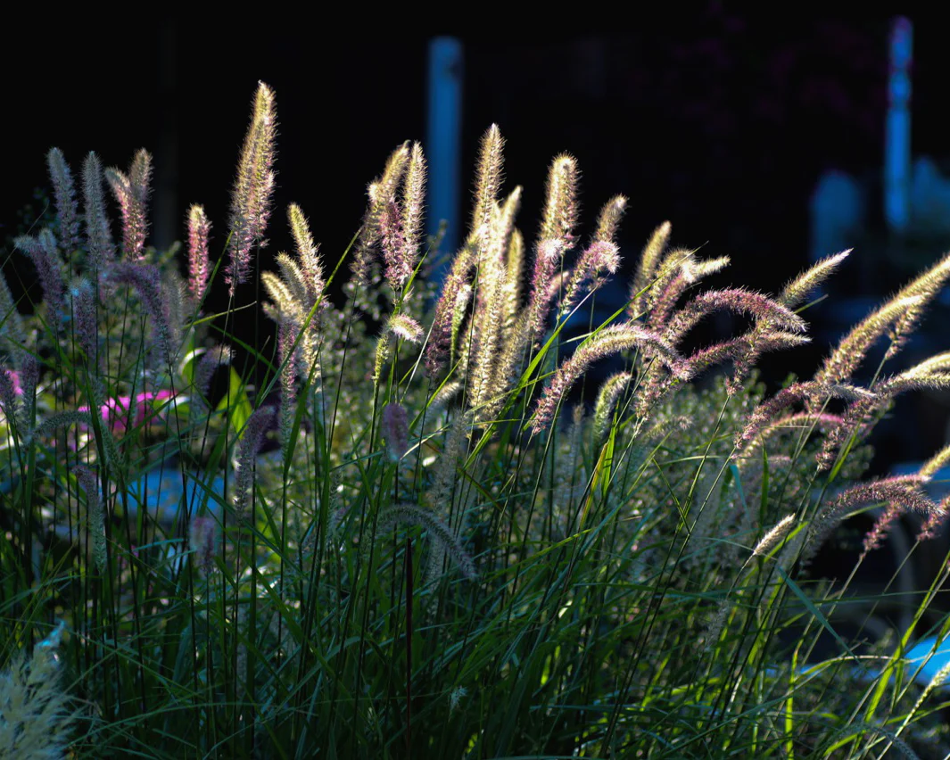 Pennisetum 'Fairy Tails' - Image 5