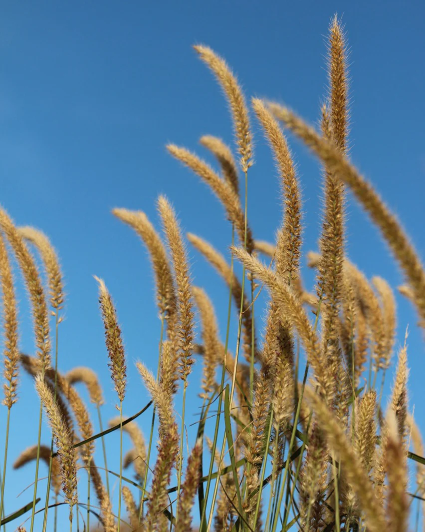 Pennisetum 'Fairy Tails' - Image 6