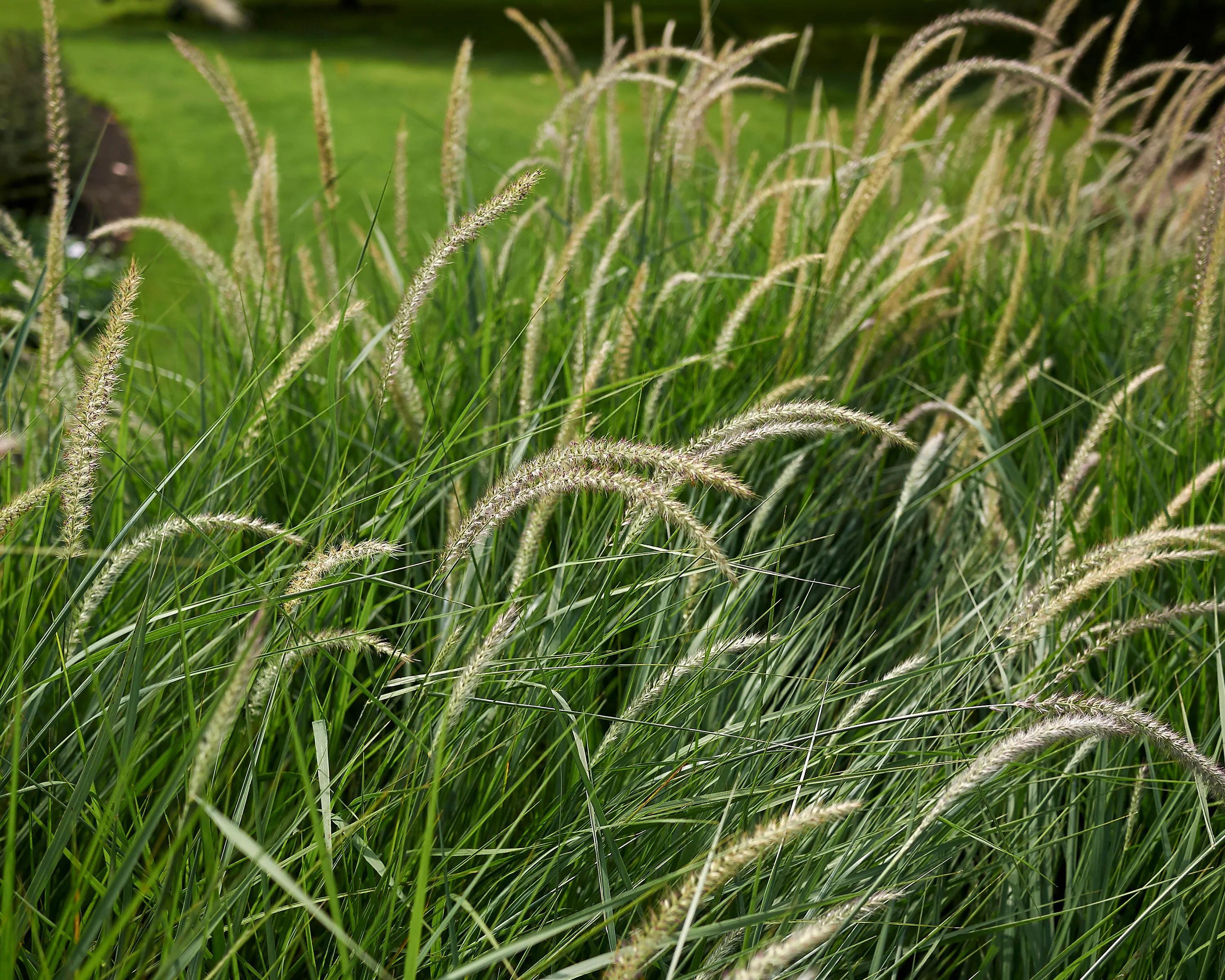 Pennisetum 'Fairy Tails' - Image 7